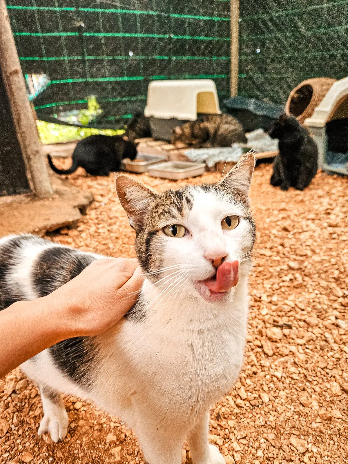 Victor licking his nose while being stroked