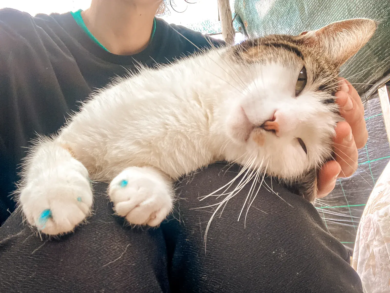 Victor relaxing with his eyes closed while being stroked