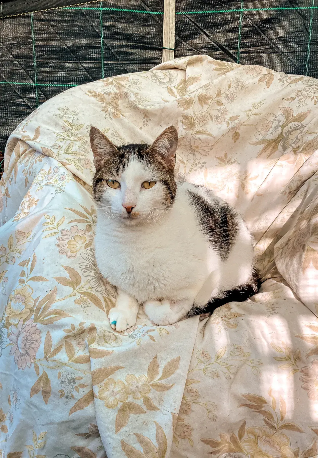 Victor sitting on a cushioned bed outdoors