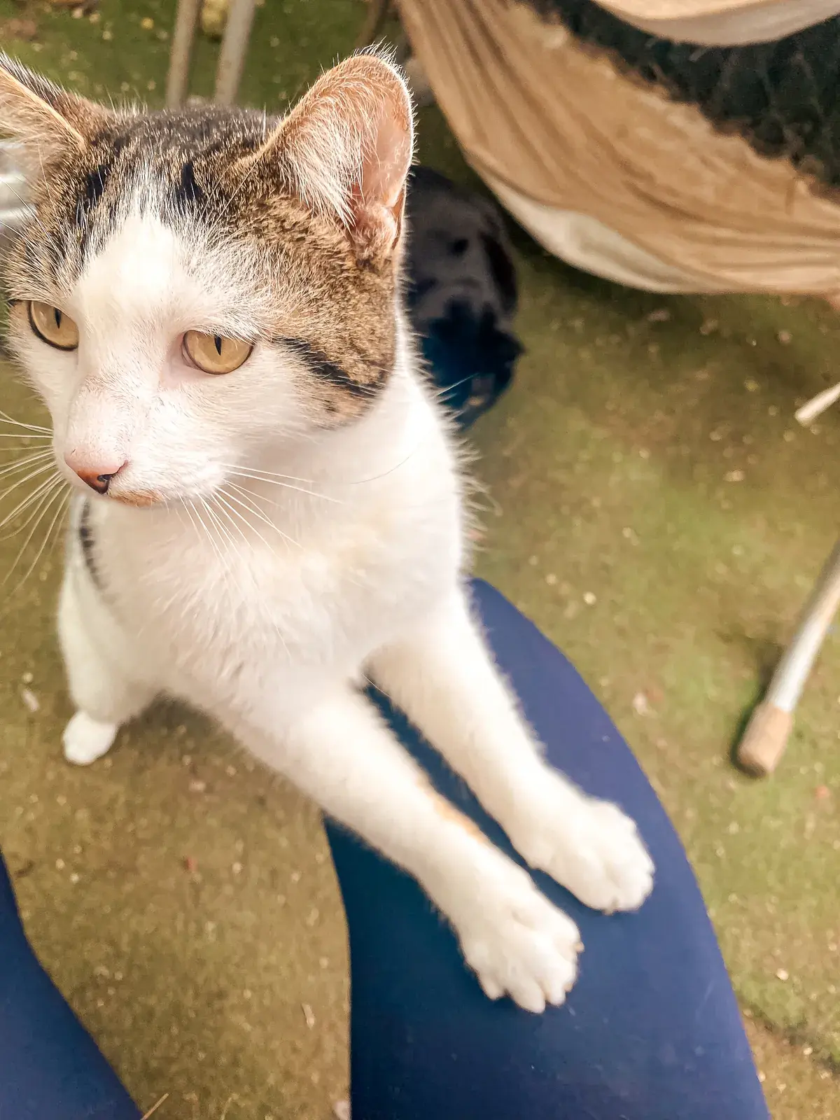 Victor resting his front paws on a person's leg