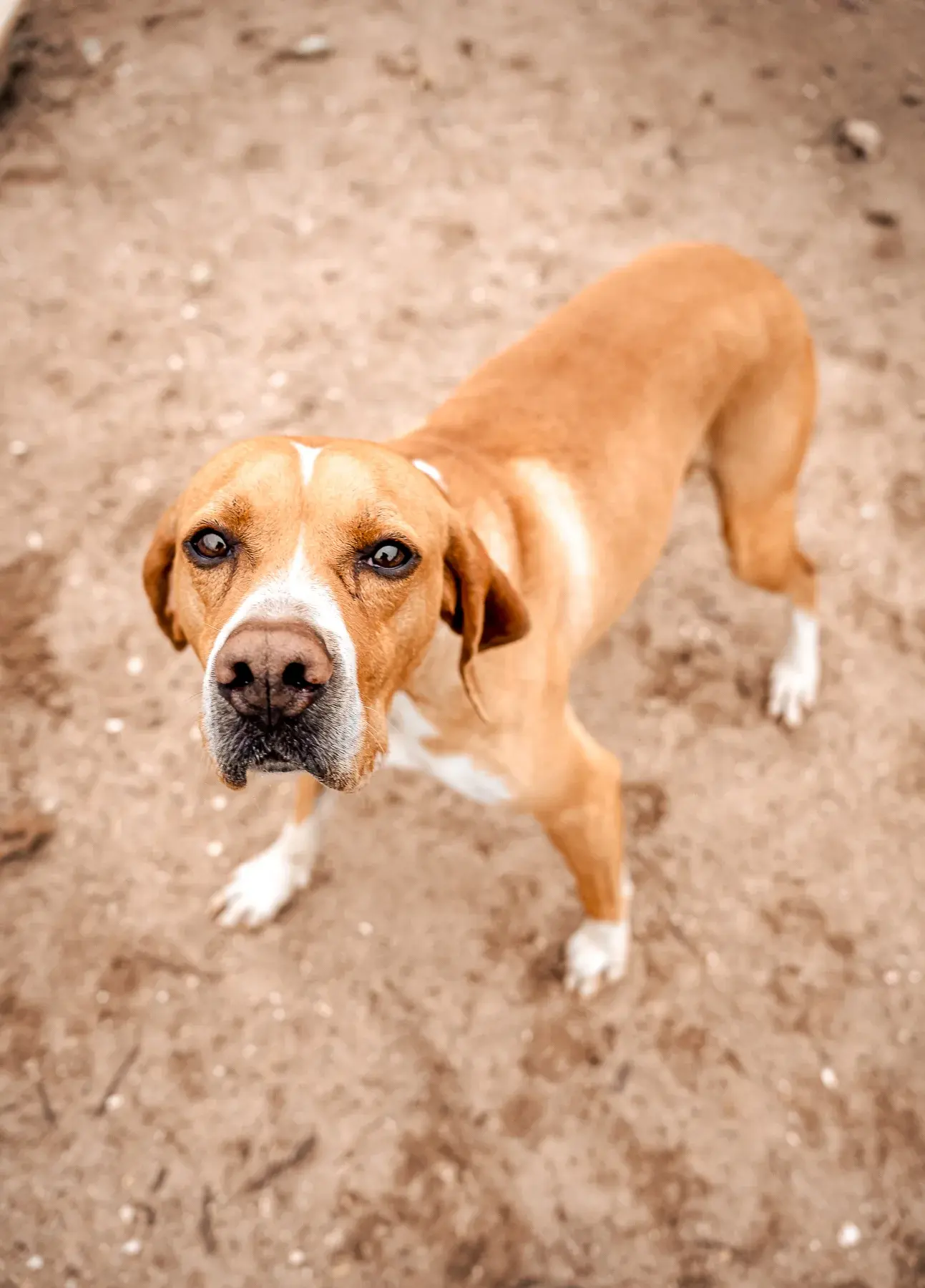 Billy, available for adoption at Mayday Algarve