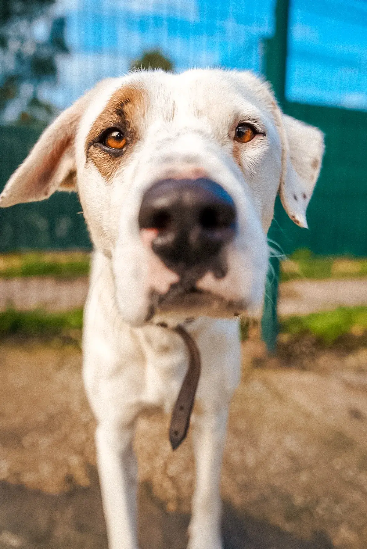 Cathy, available for adoption at Mayday Algarve