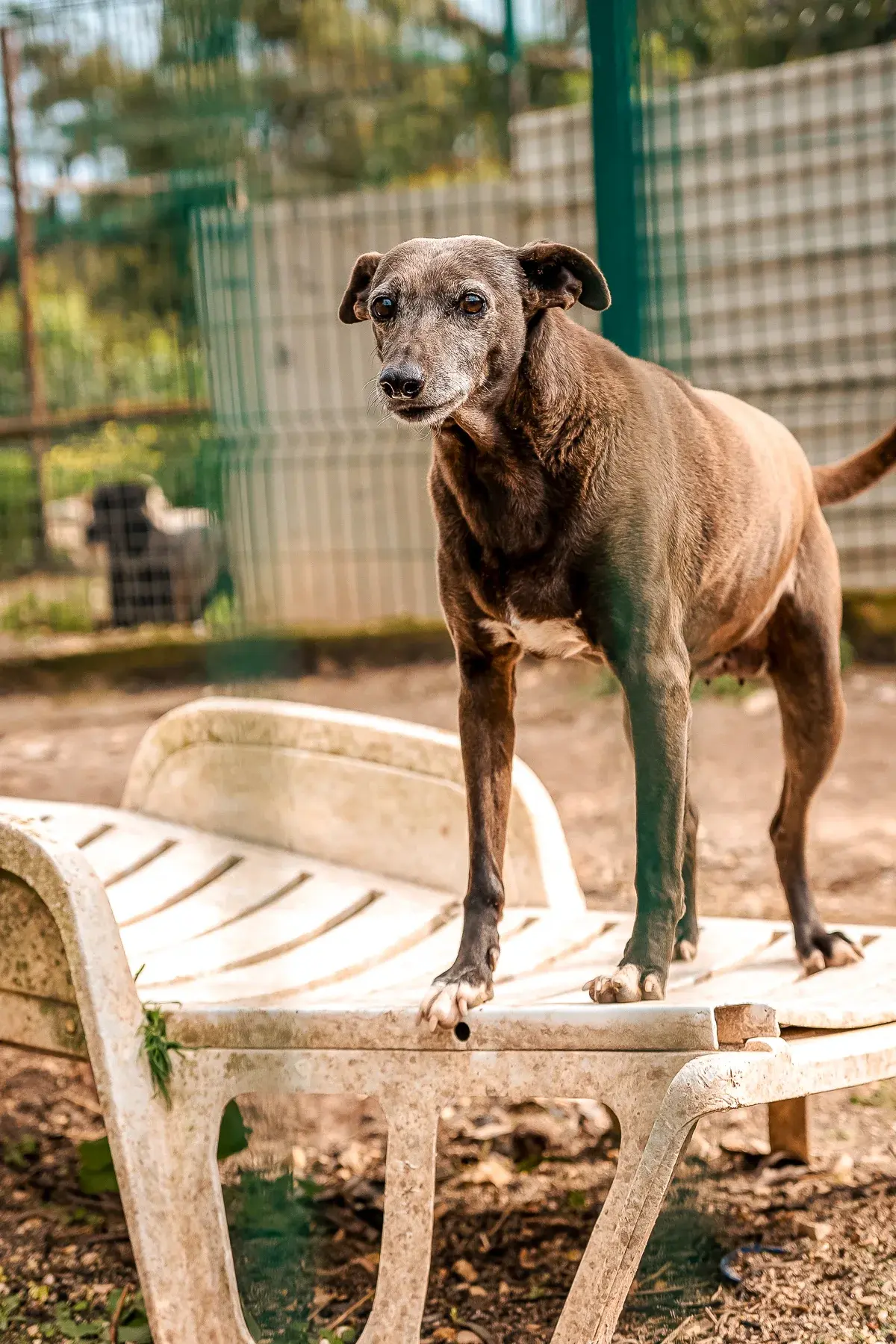 Loty, available for adoption at Mayday Algarve