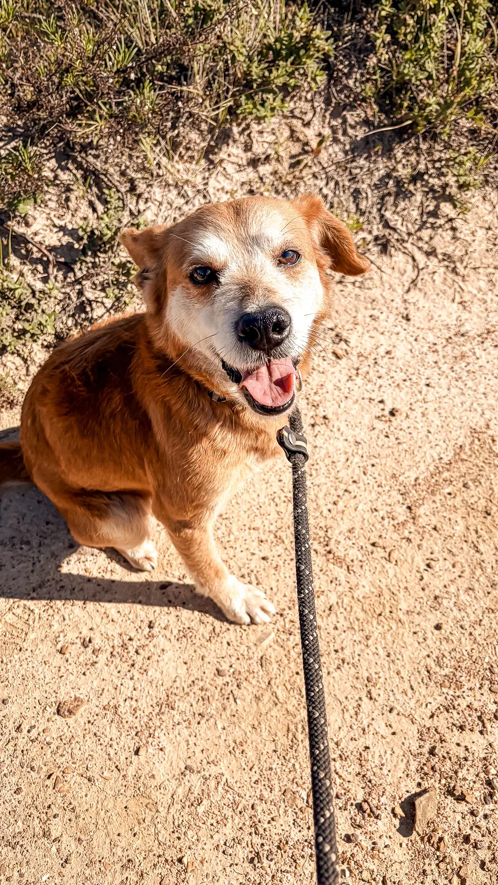 Terry, available for adoption at Mayday Algarve