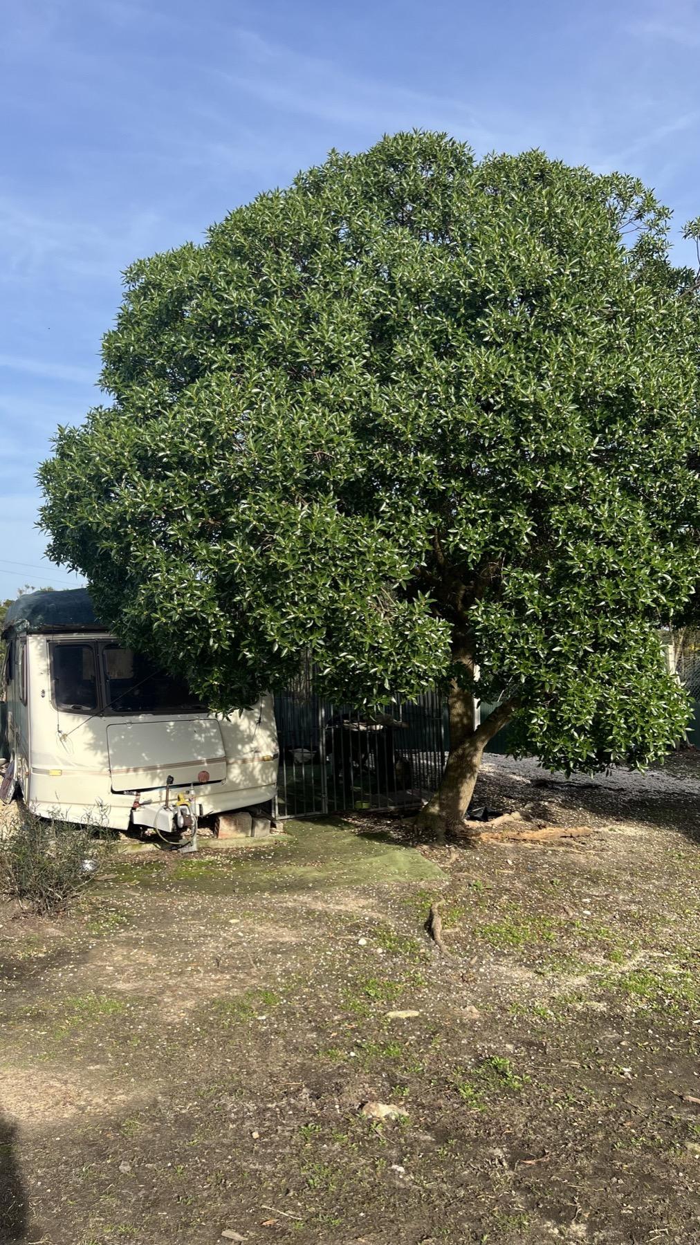 Caravan 2 volunteer accommodation at Mayday Algarve