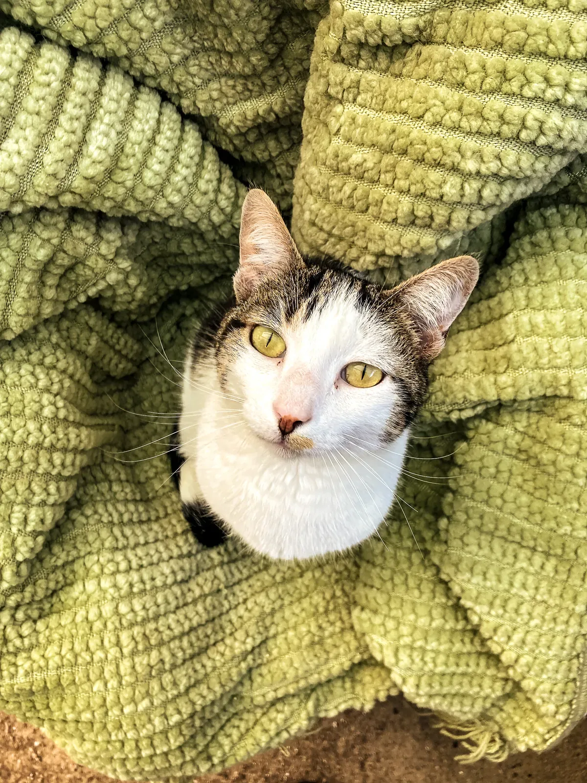 Victor looking up from a soft green blanket