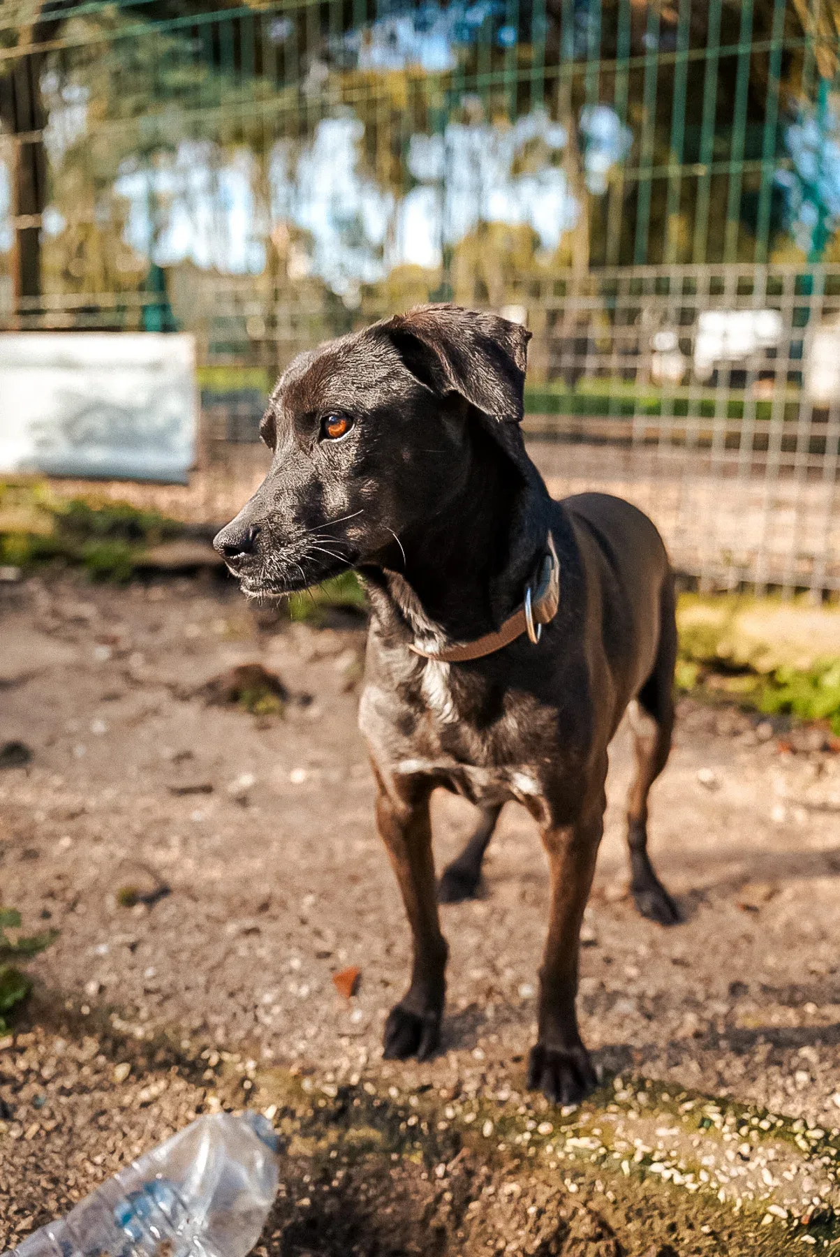 Chrissy, a rescue dog at Mayday Algarve