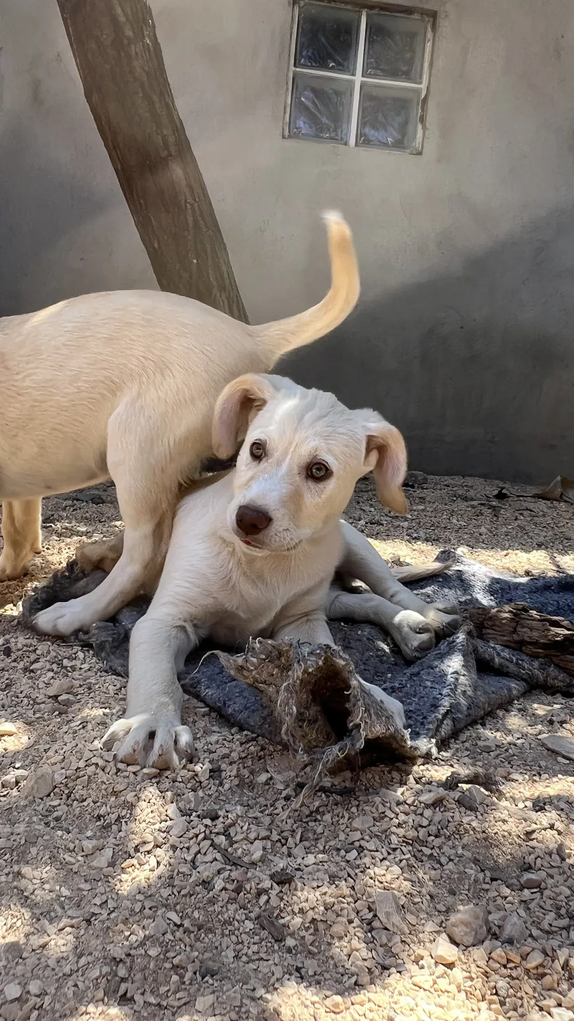 Baby Bispo resting near another puppy at Mayday