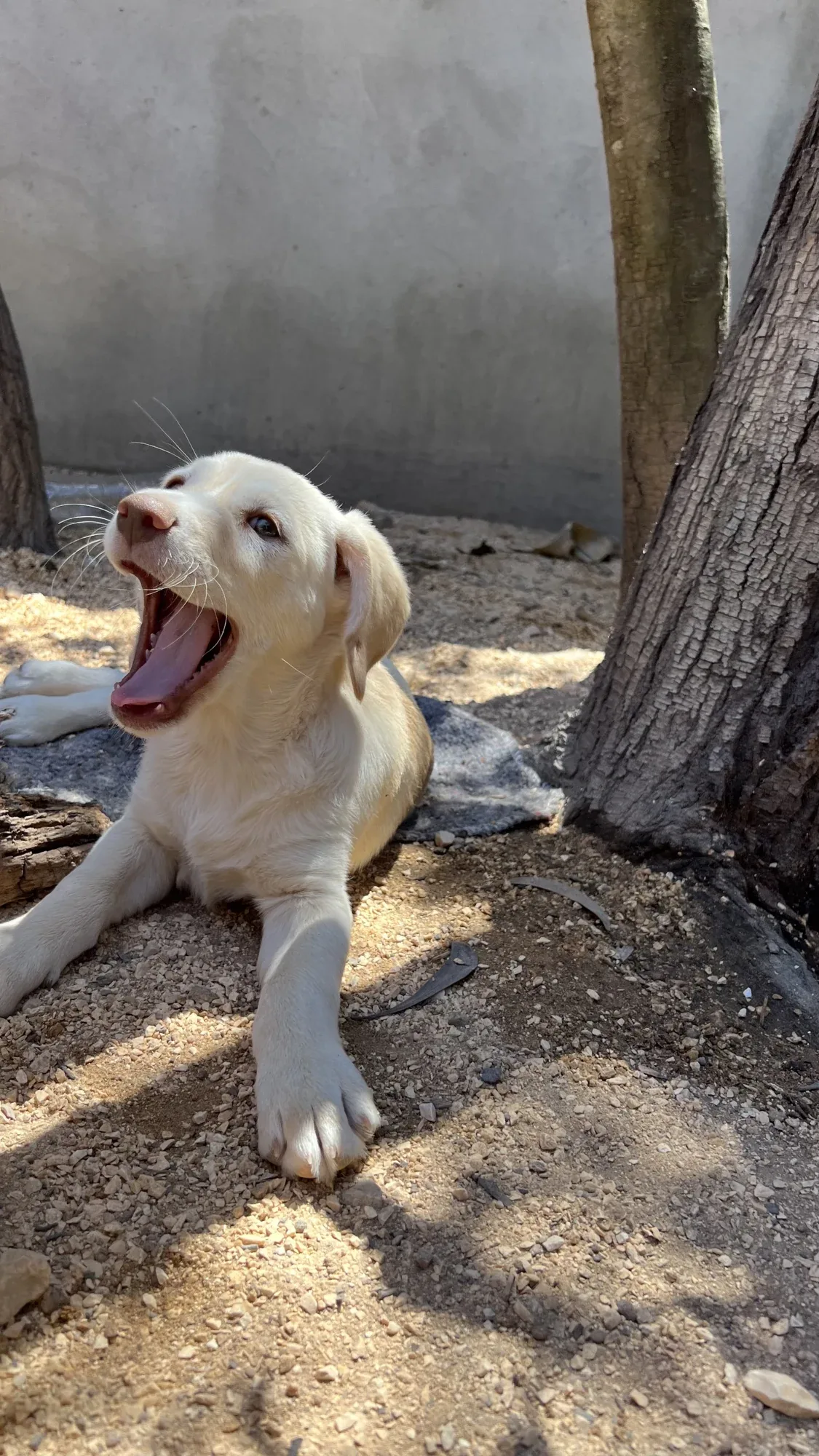 Baby Bispo yawning beside the other puppies