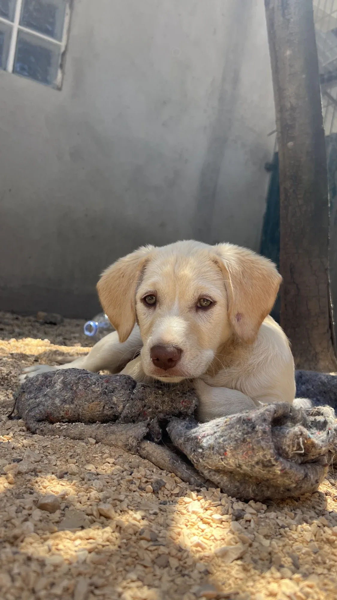 Baby Bispo relaxing on the ground at Mayday