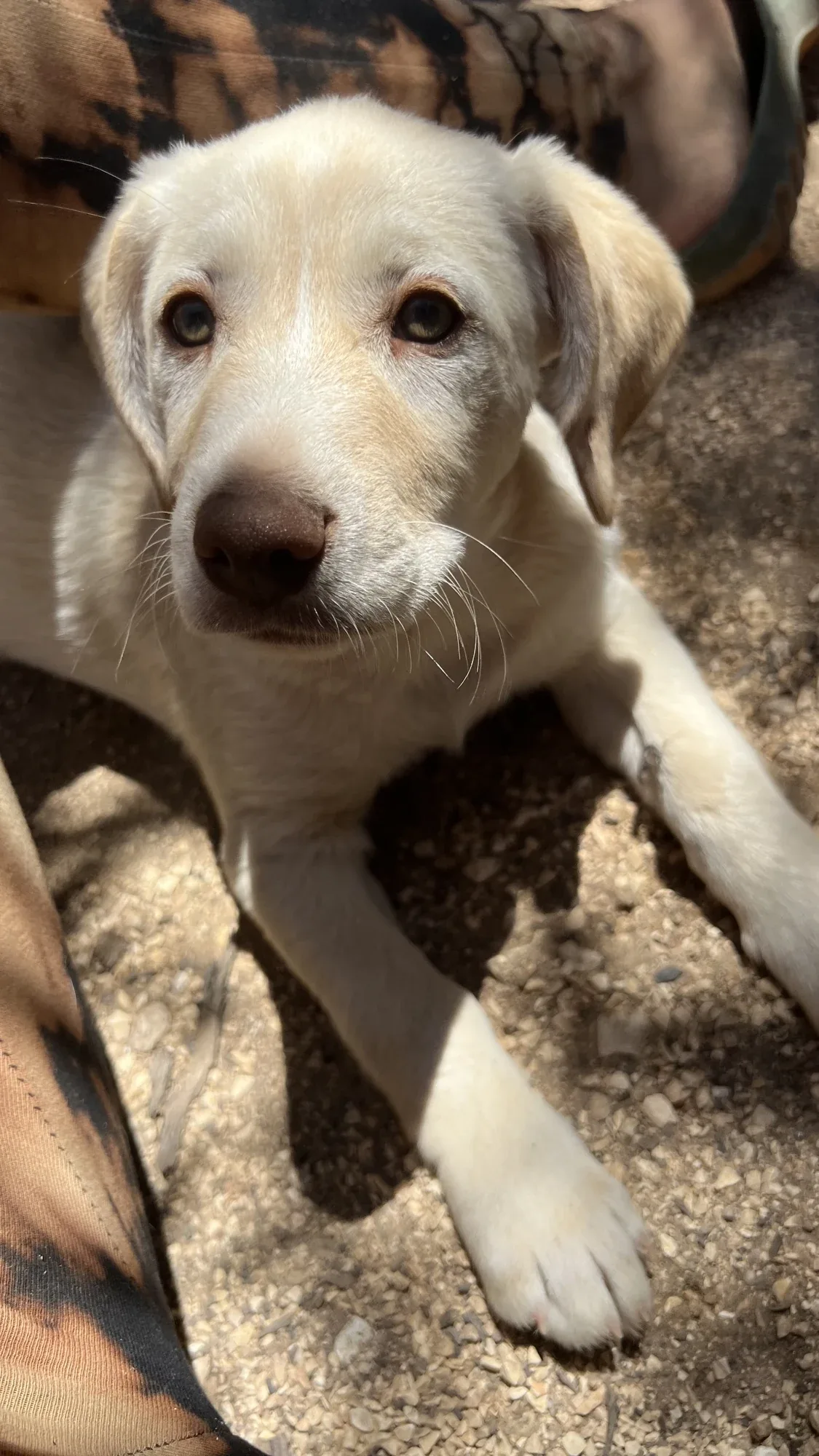 Baby Bispo looking up at the camera