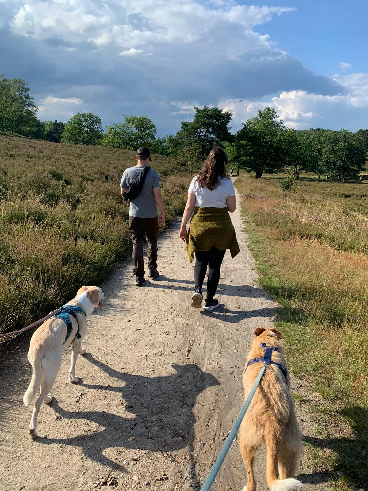 Buddy walking through open countryside with people and other dogs