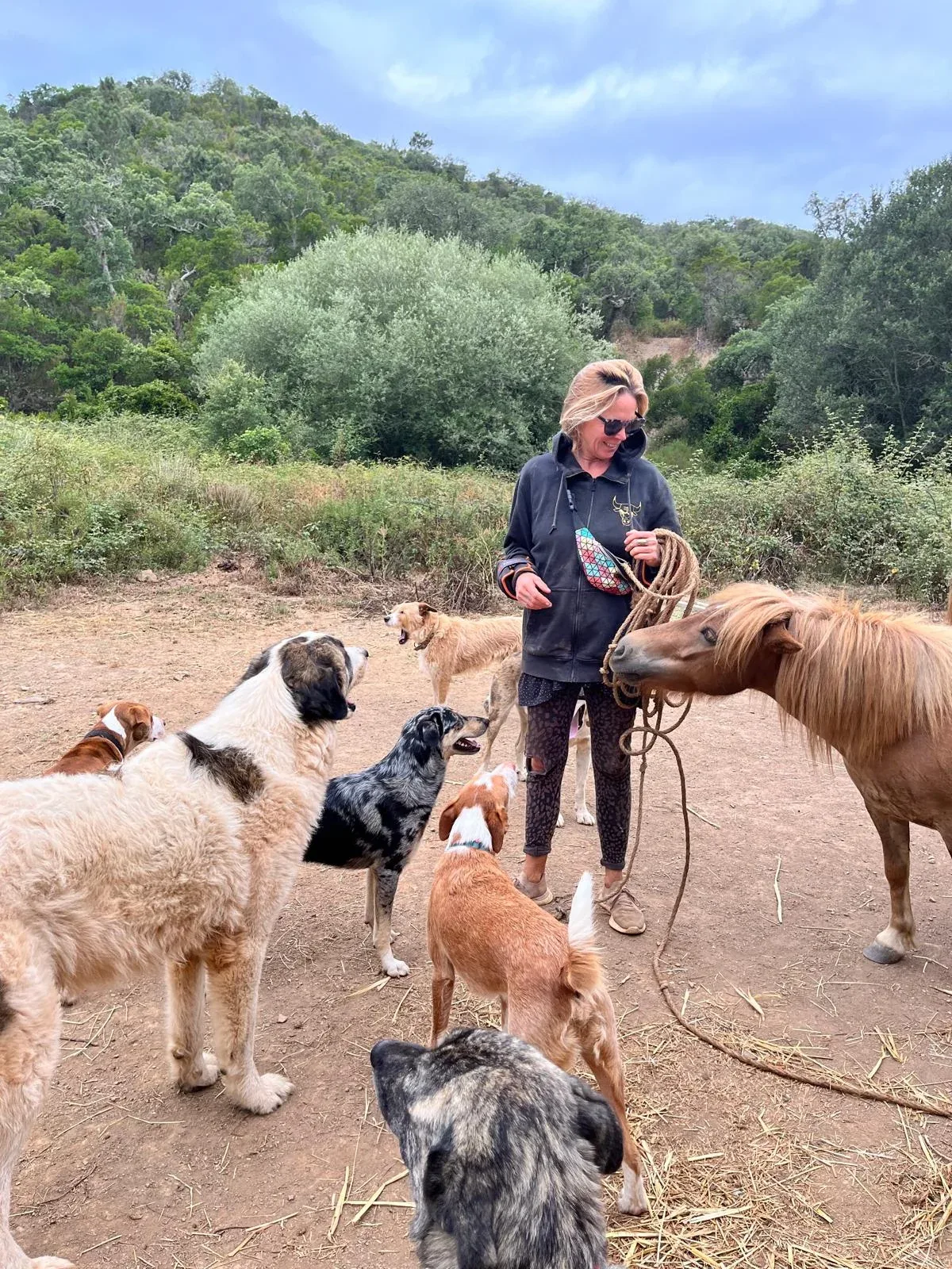 Buddy among dogs and horses during an outdoor group walk