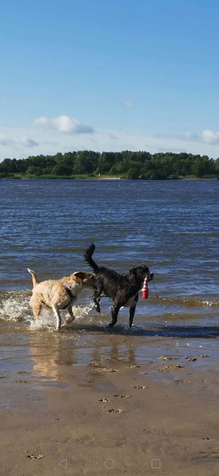 Buddy paddling in the water with another dog
