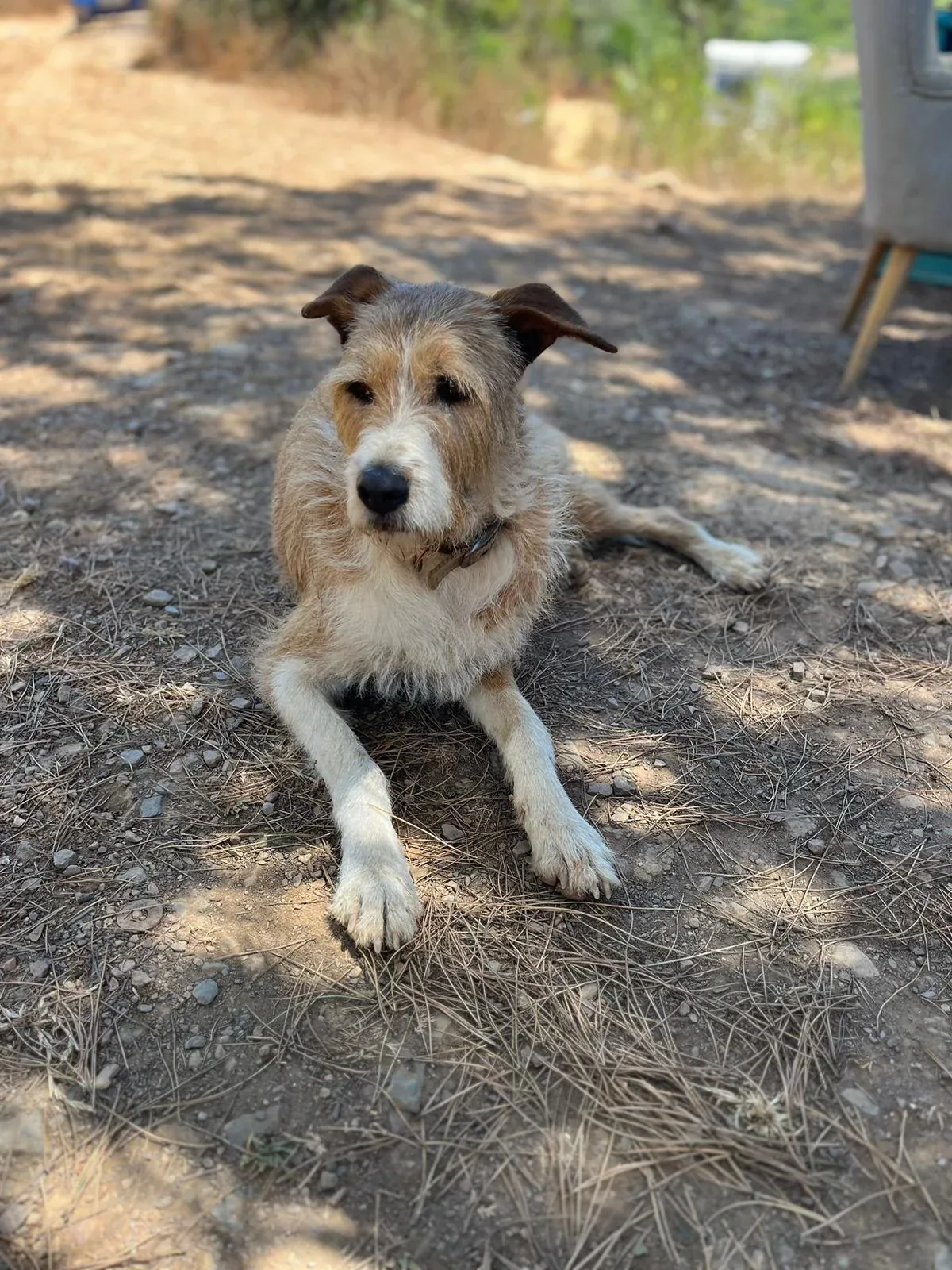 Buddy sitting calmly on a woodland path