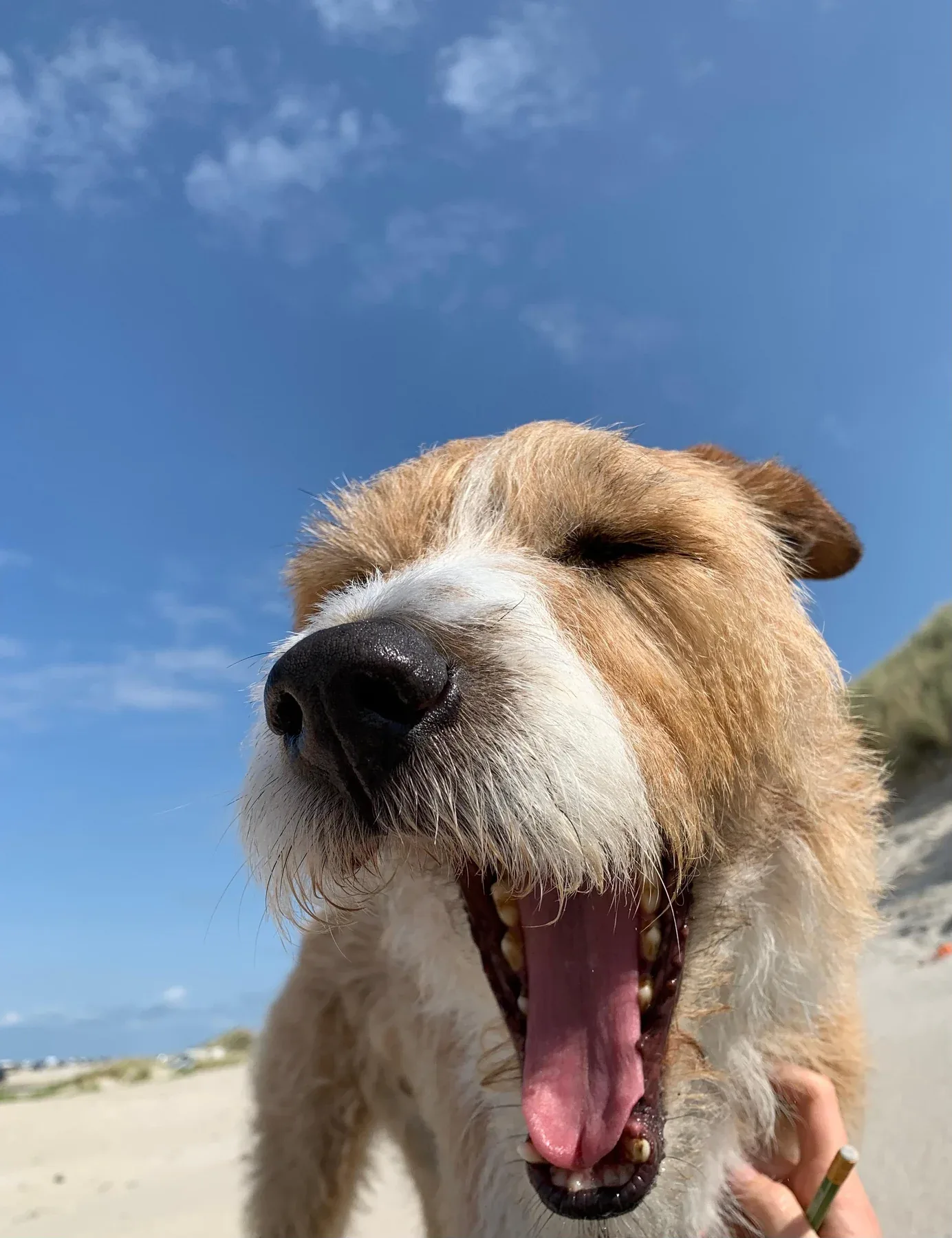 Close portrait of Buddy outdoors