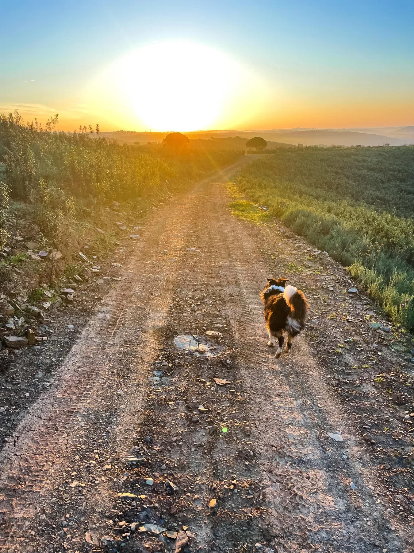 Mascot walking along a country track at sunset