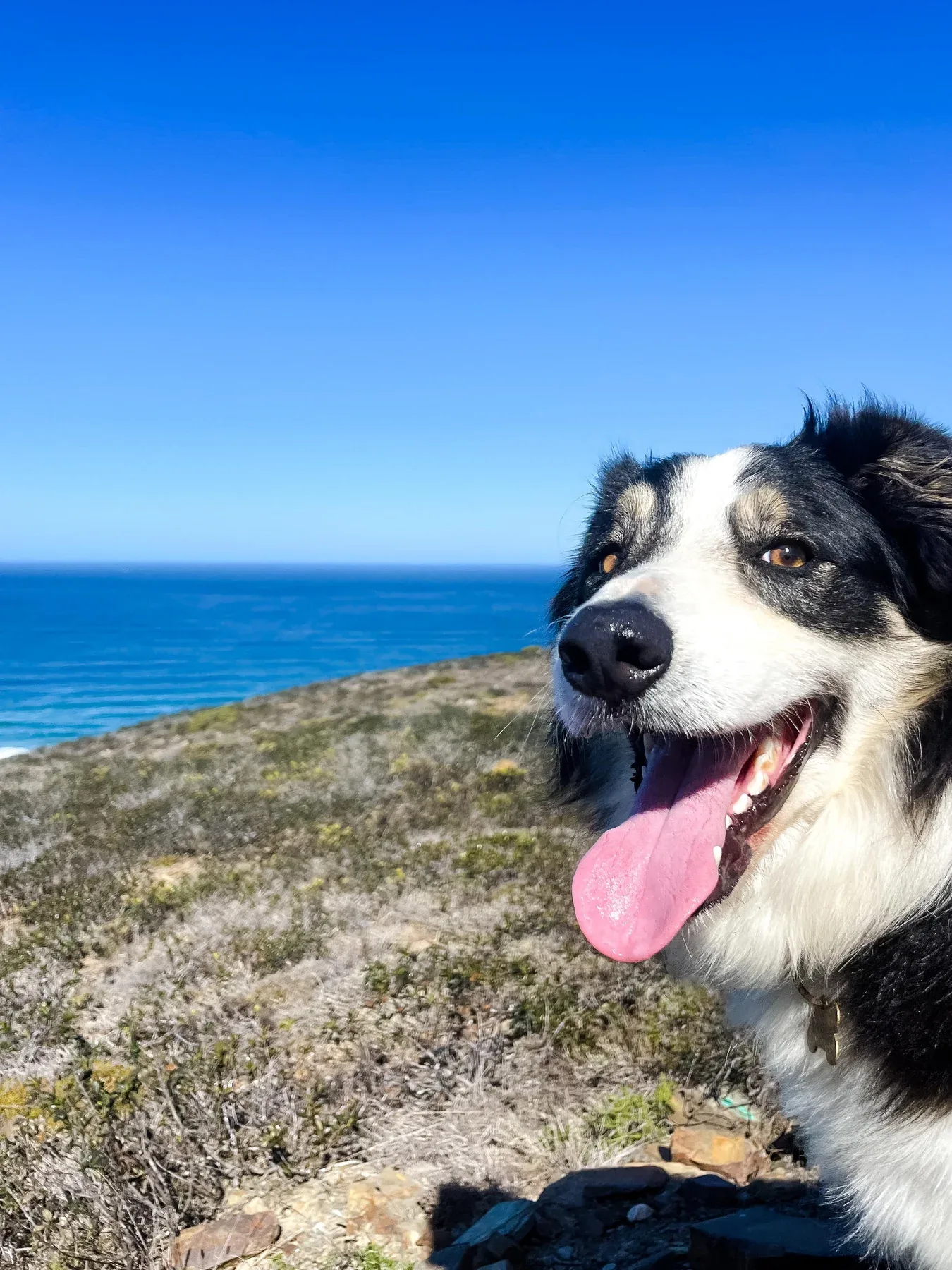 Mascot looking happy beside the Algarve coast