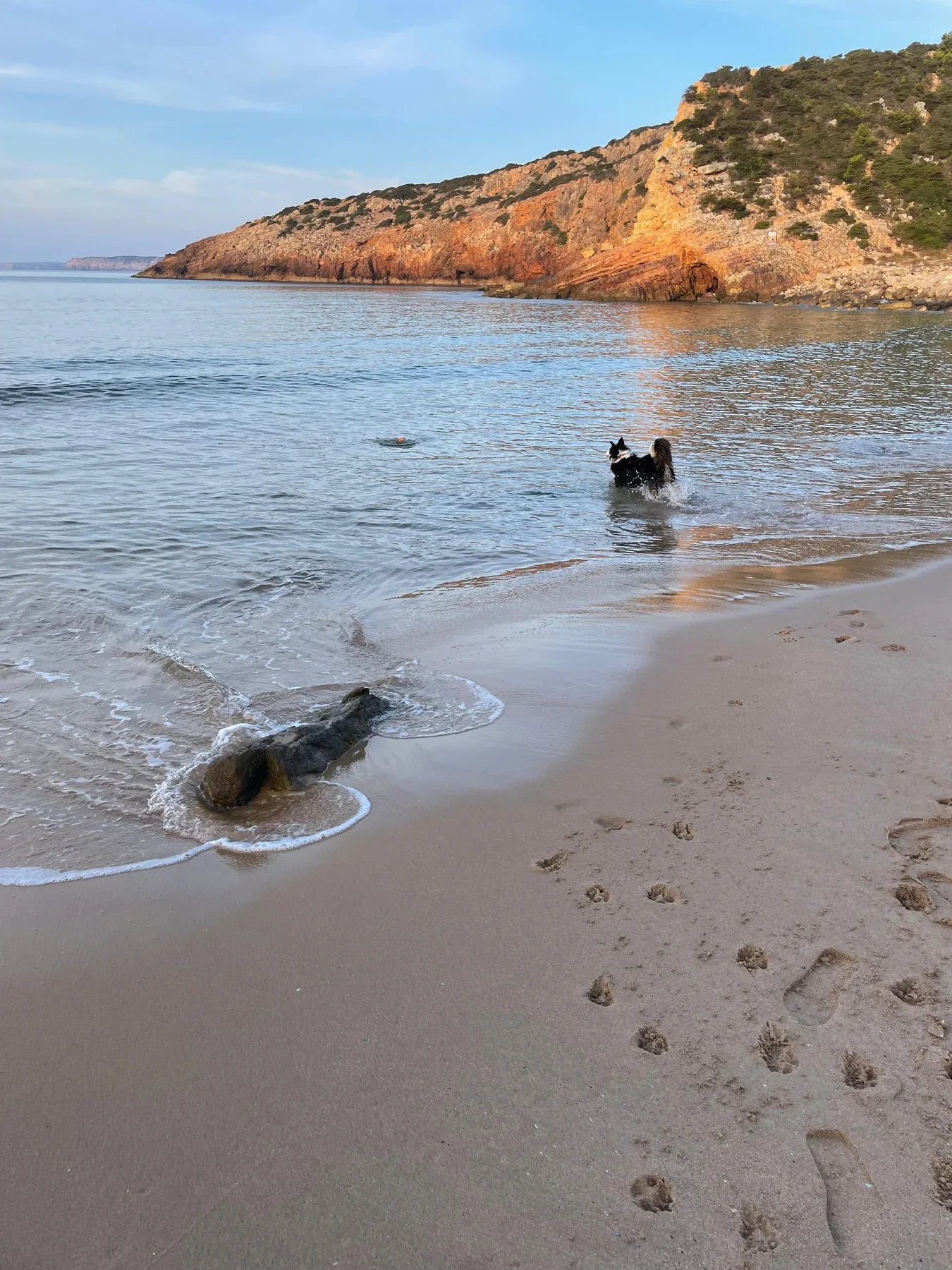 Mascot playing at the water's edge with another dog