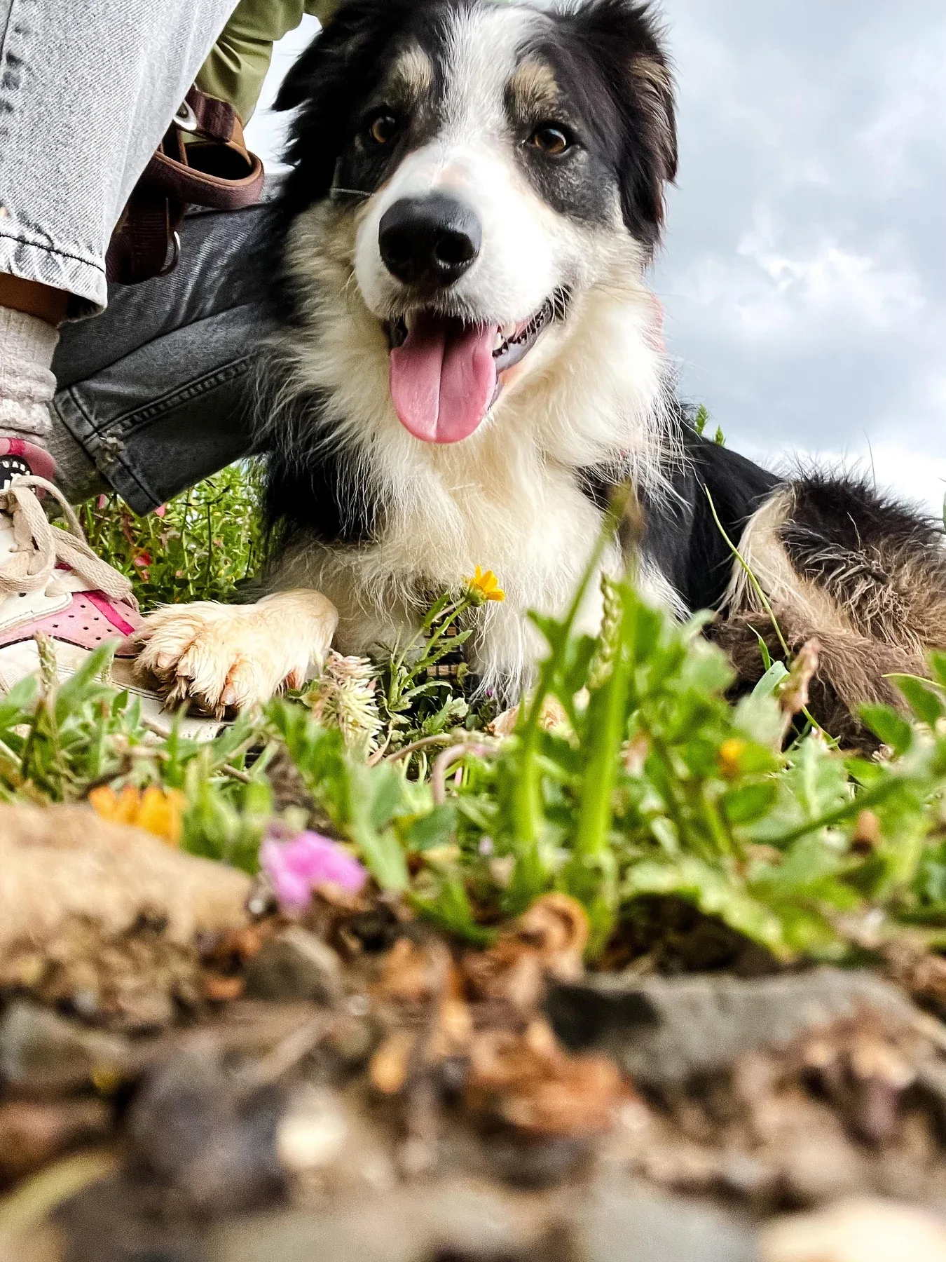 Mascot relaxing in the grass