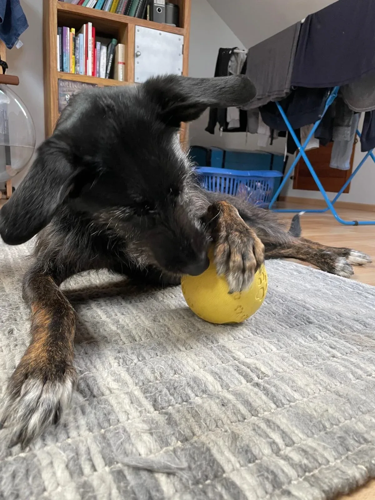 Polly playing with a yellow ball
