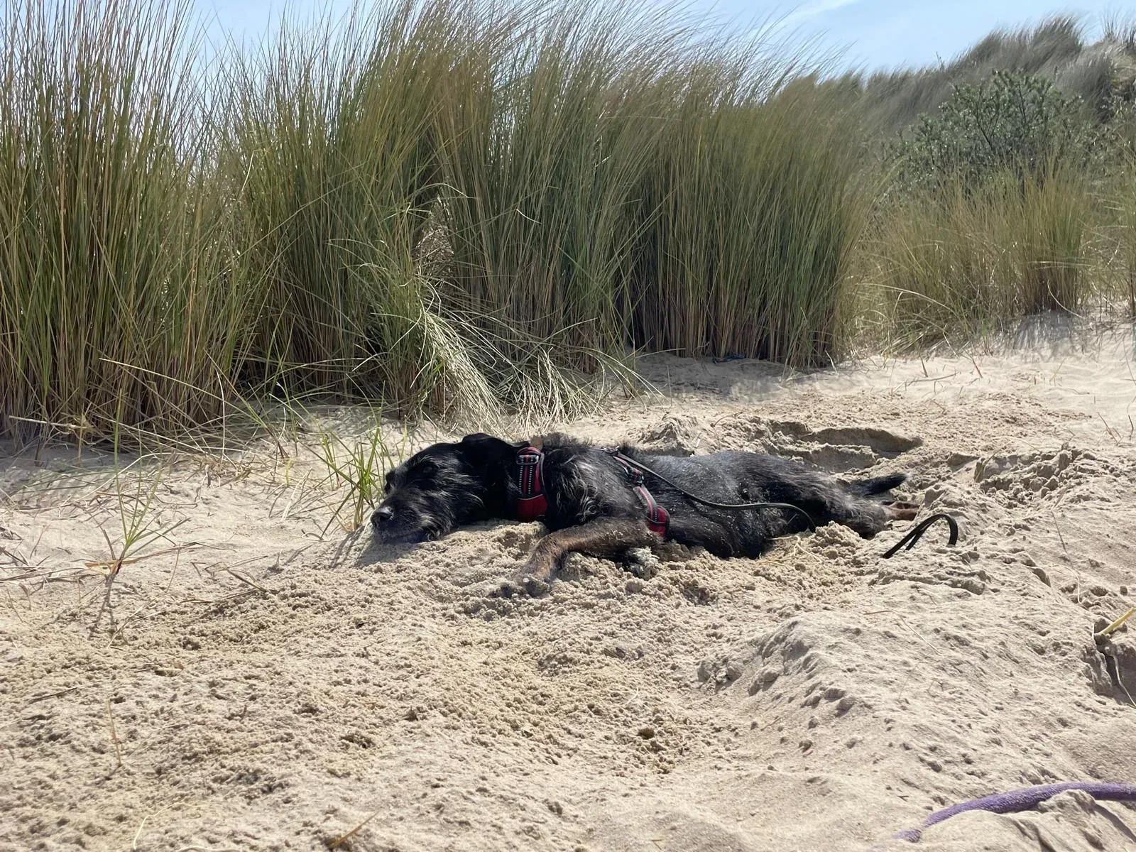 Polly resting in the sand near coastal grass