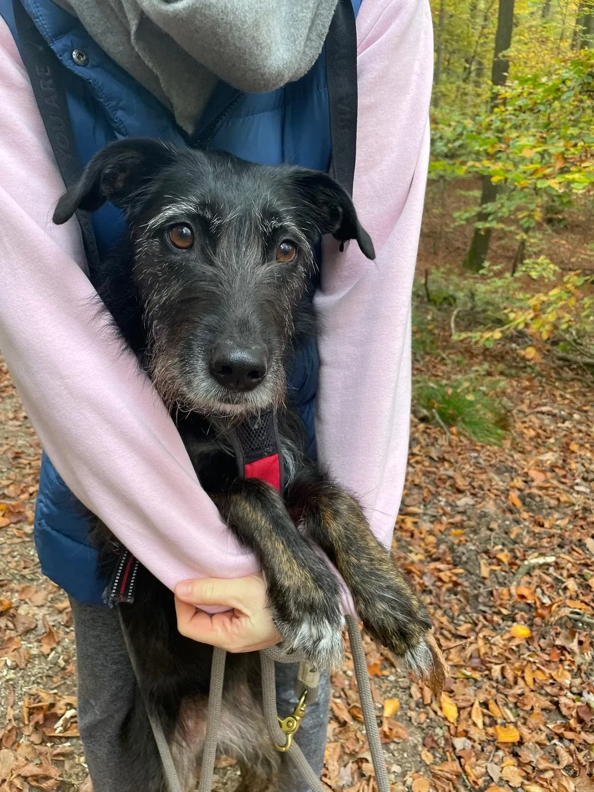 Polly being gently held during a woodland walk