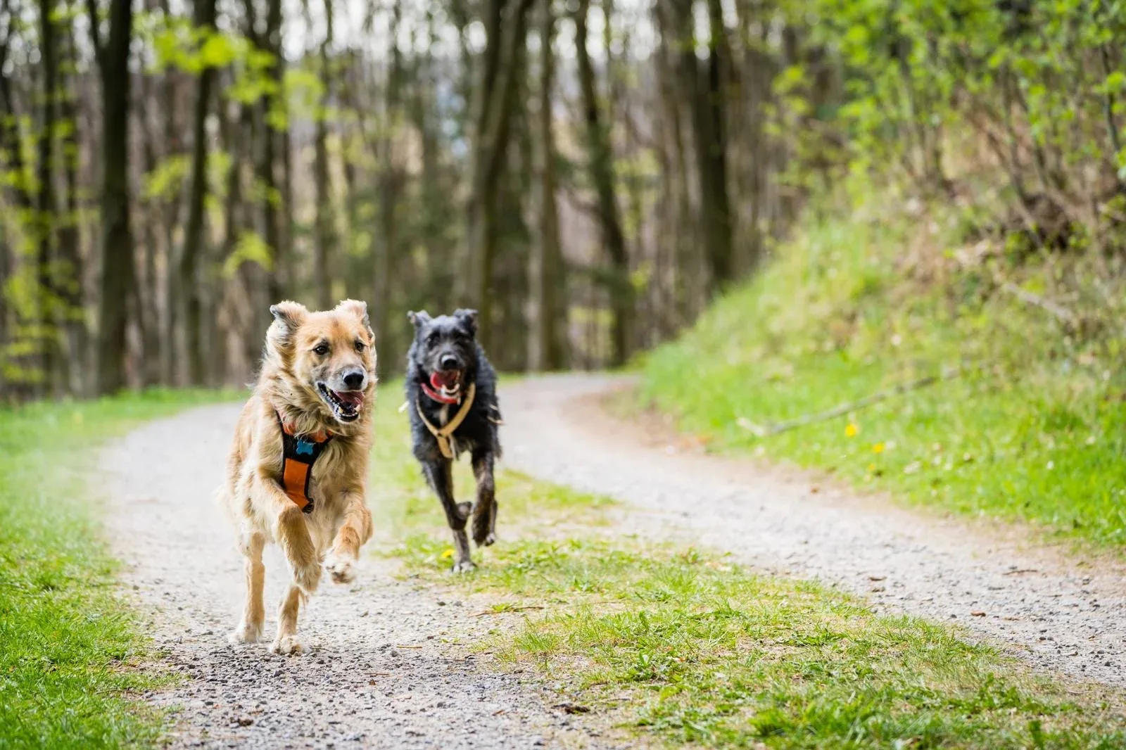 Polly running along a woodland path with another dog