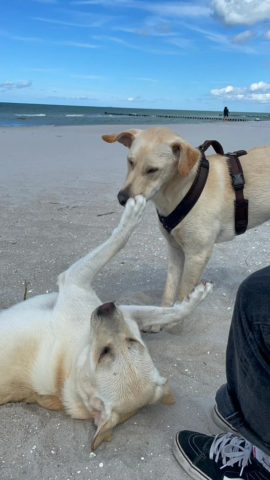 Seppi greeting another dog during a walk