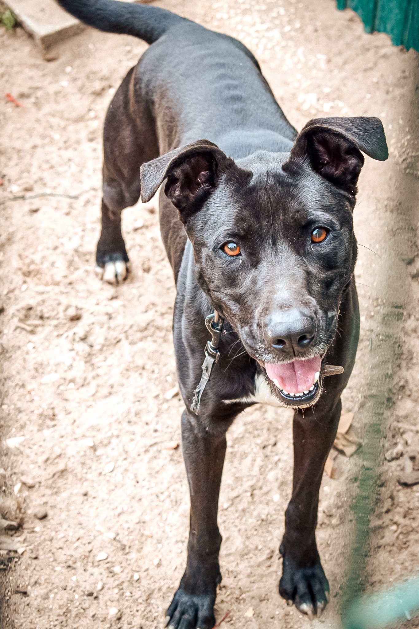 Jamaica, a rescue dog at Mayday Algarve