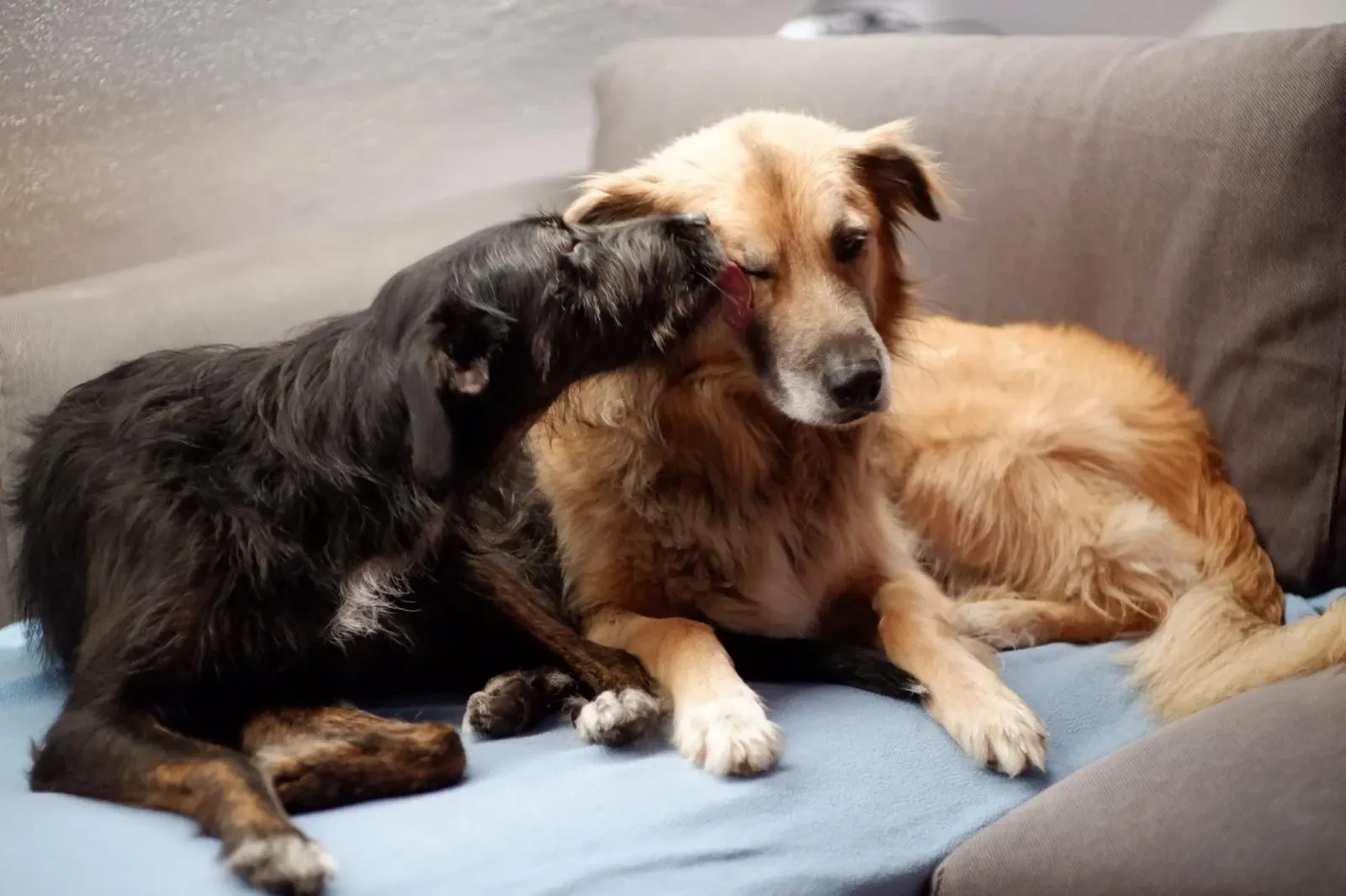 Polly resting closely with another dog on a sofa
