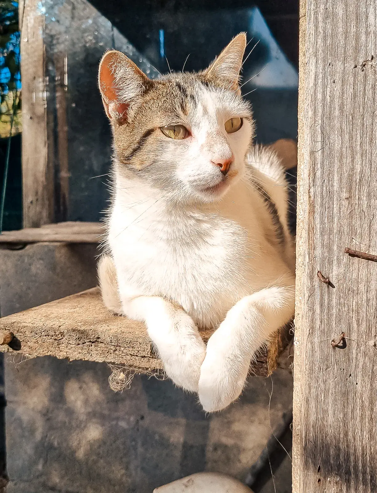 Victor sitting in a wooden doorway with his front paws crossed