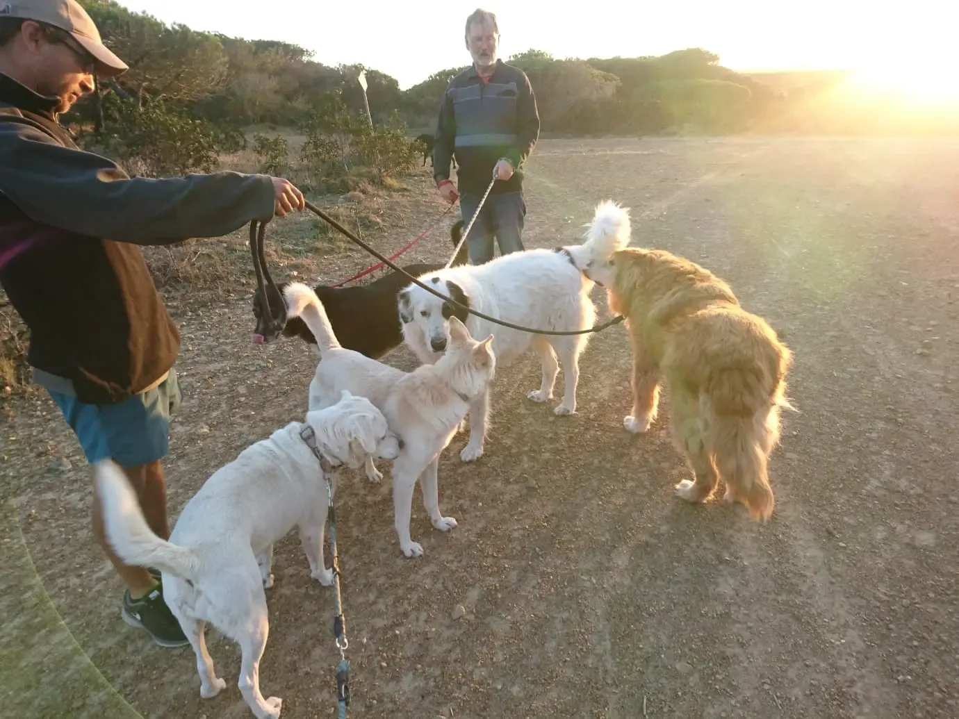 A group of walkers and Mayday dogs outdoors in the evening light
