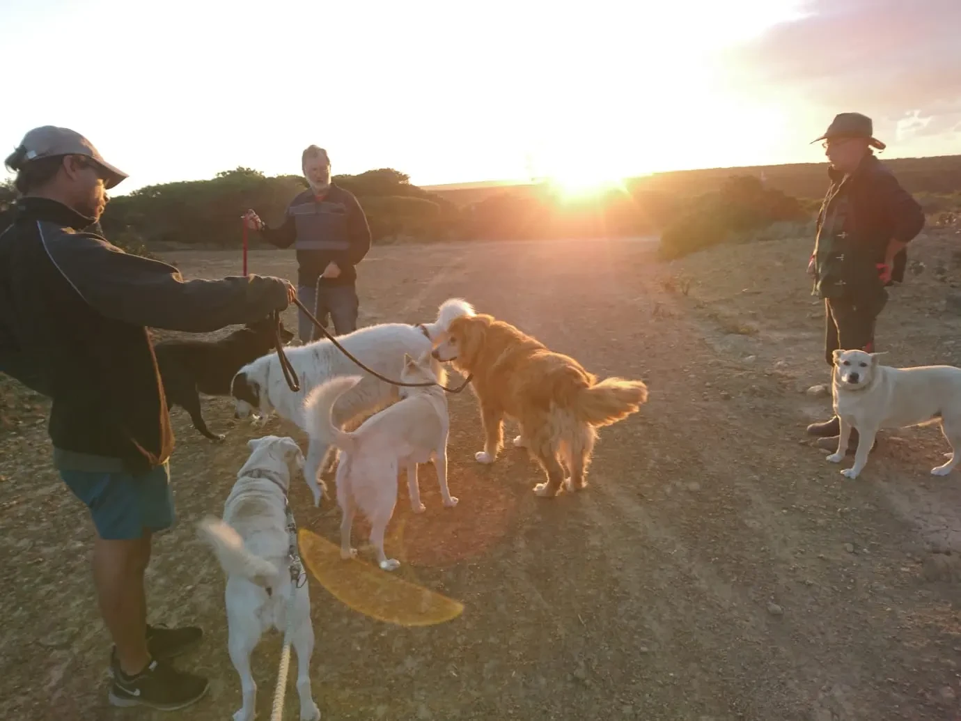Mayday volunteers walking dogs together at sunset