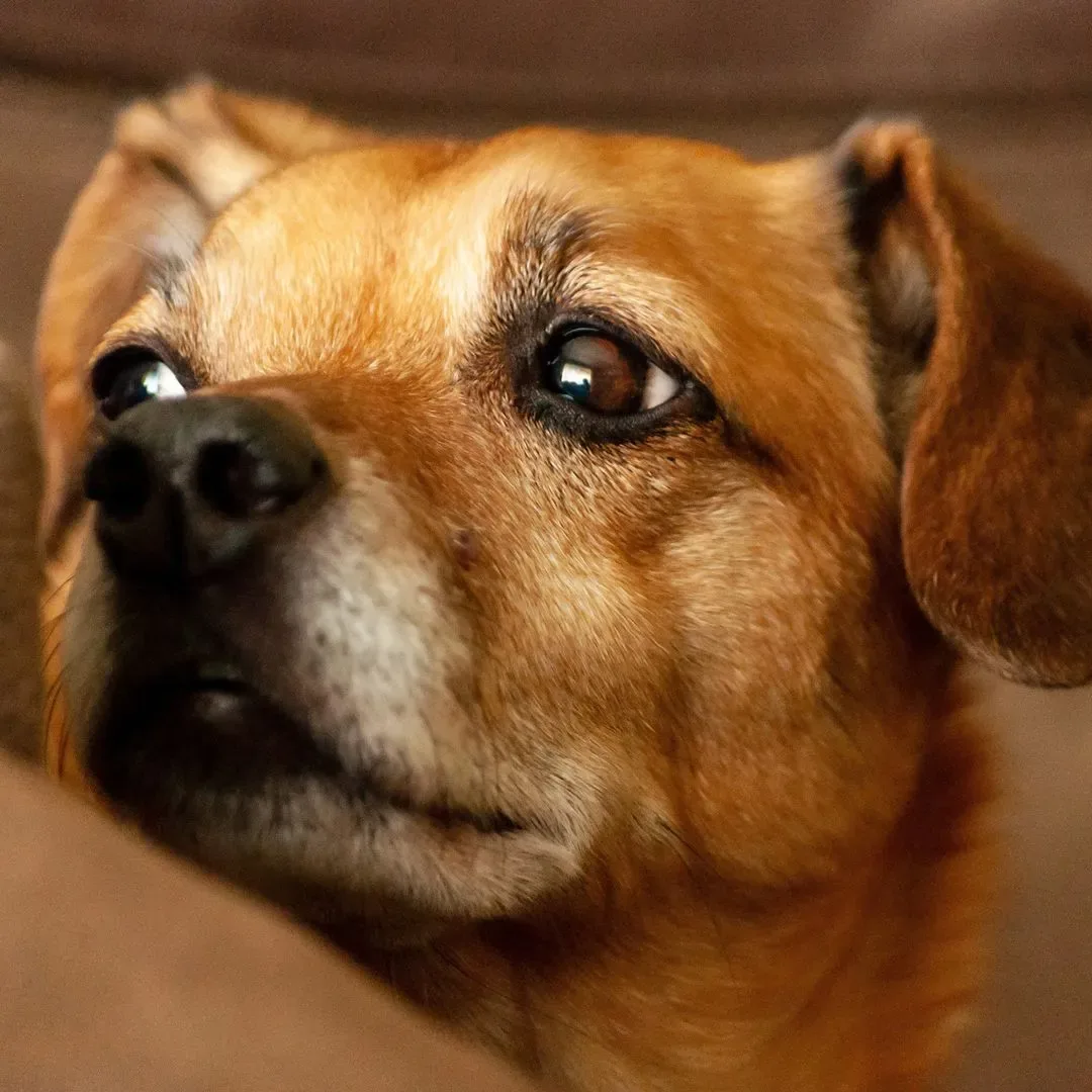 A small rescued dog at Mayday