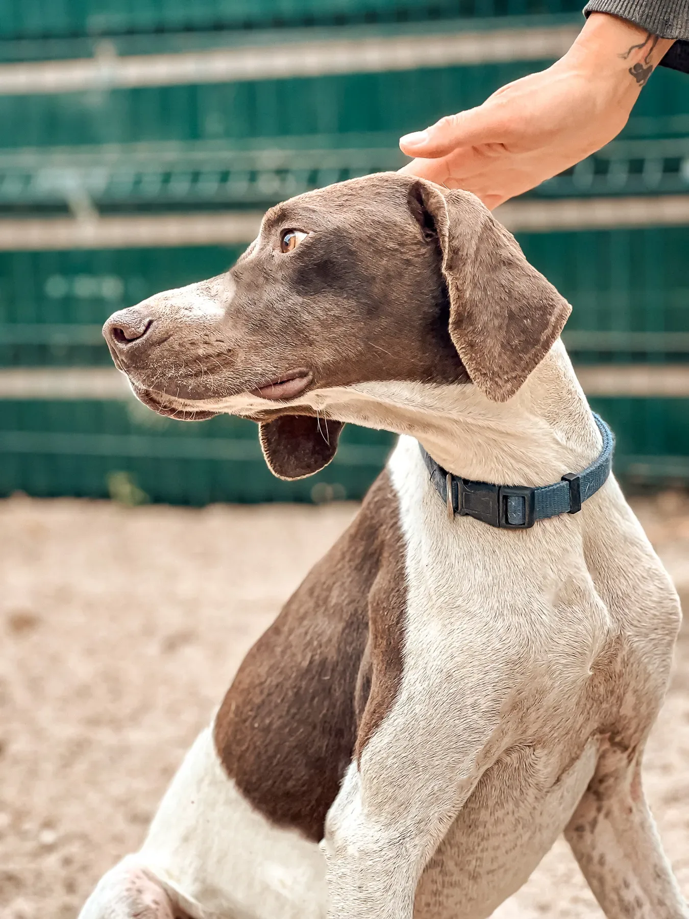 Nelson, one of Mayday Algarve’s rescue dogs