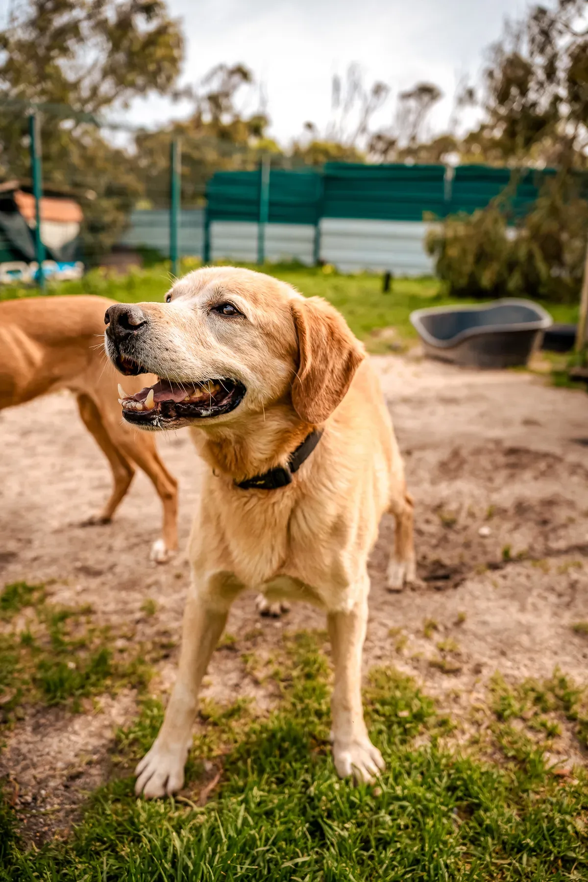 Rescue at Mayday Algarve dog sanctuary