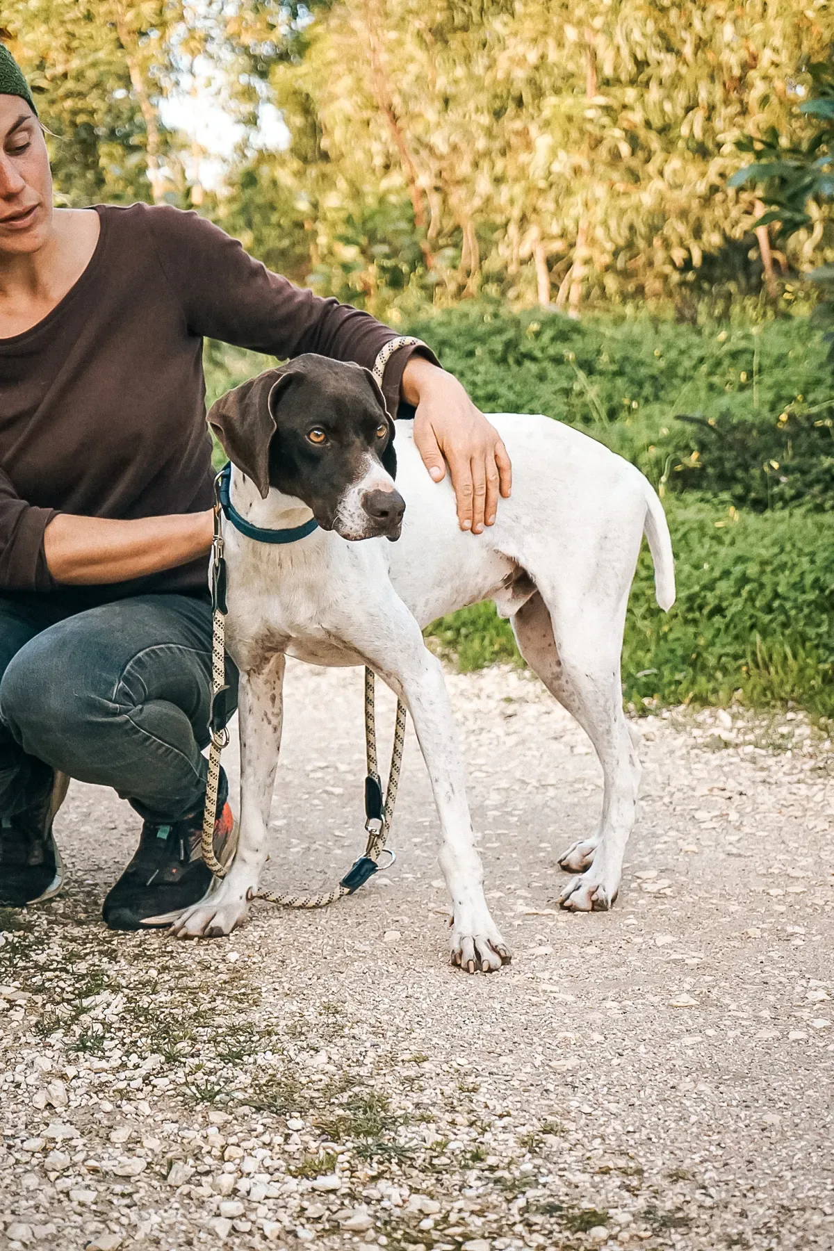 A dog receiving care at Mayday