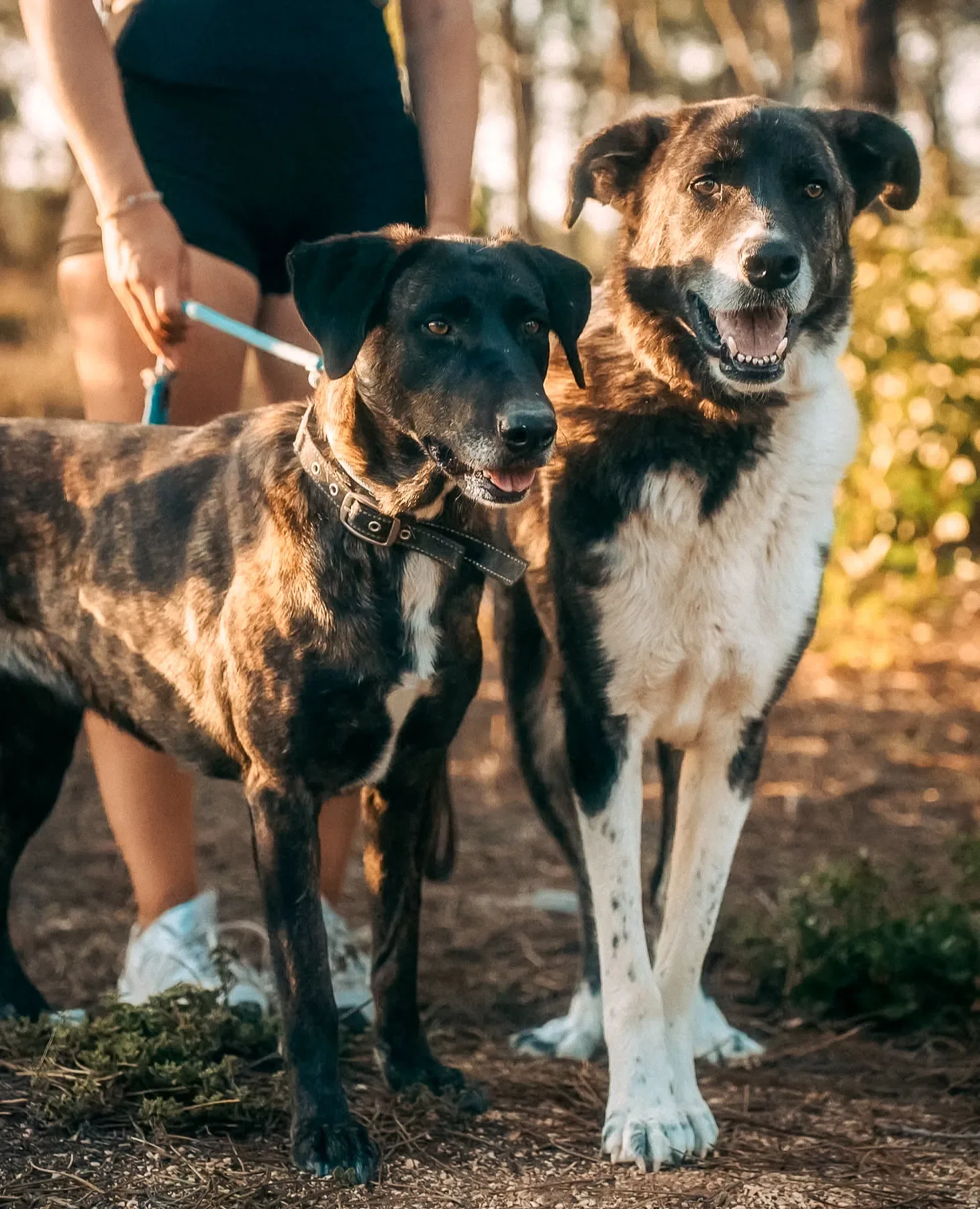 A rescue dog at Mayday Algarve