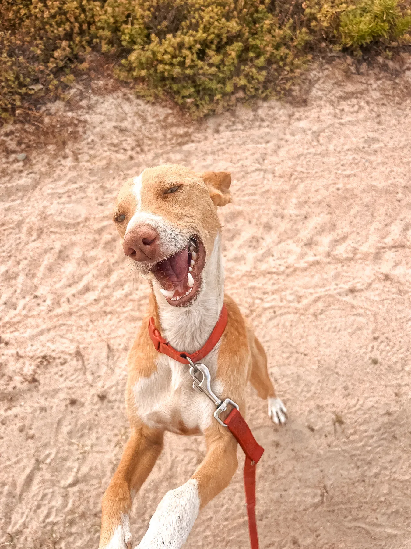A happy Mayday dog outdoors