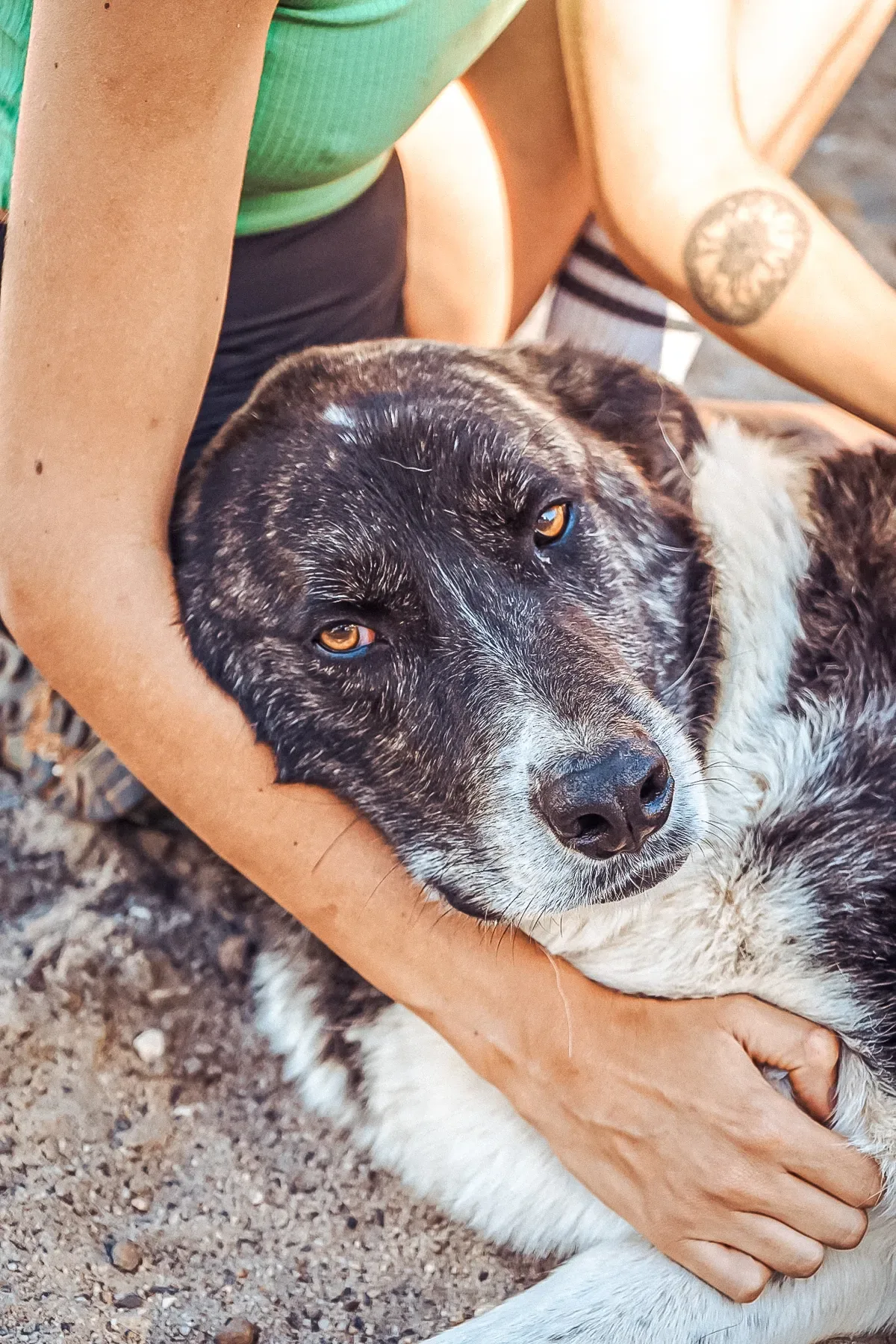 Recover at Mayday Algarve dog sanctuary