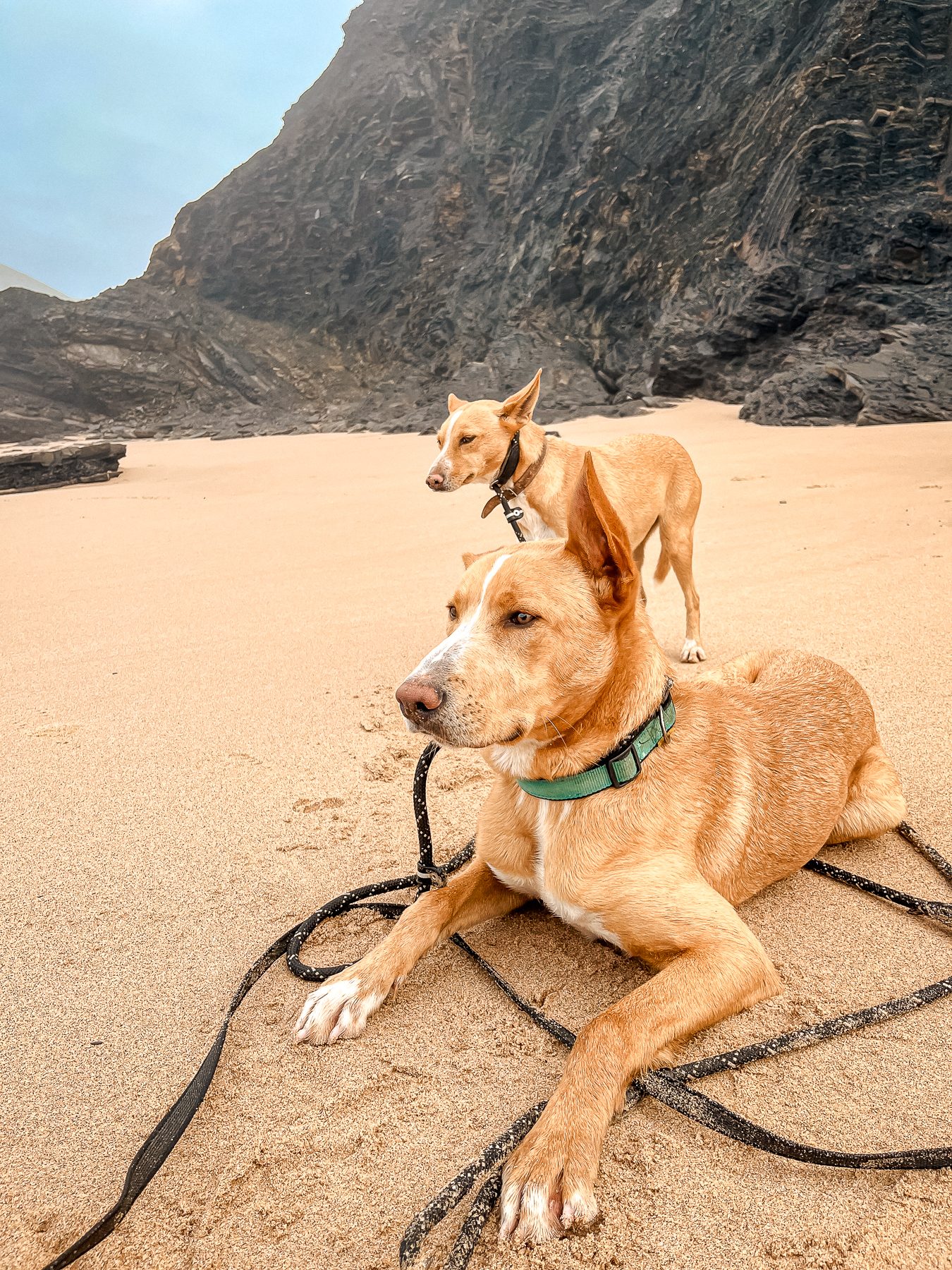Ricky, a rescue dog cared for by Mayday Algarve