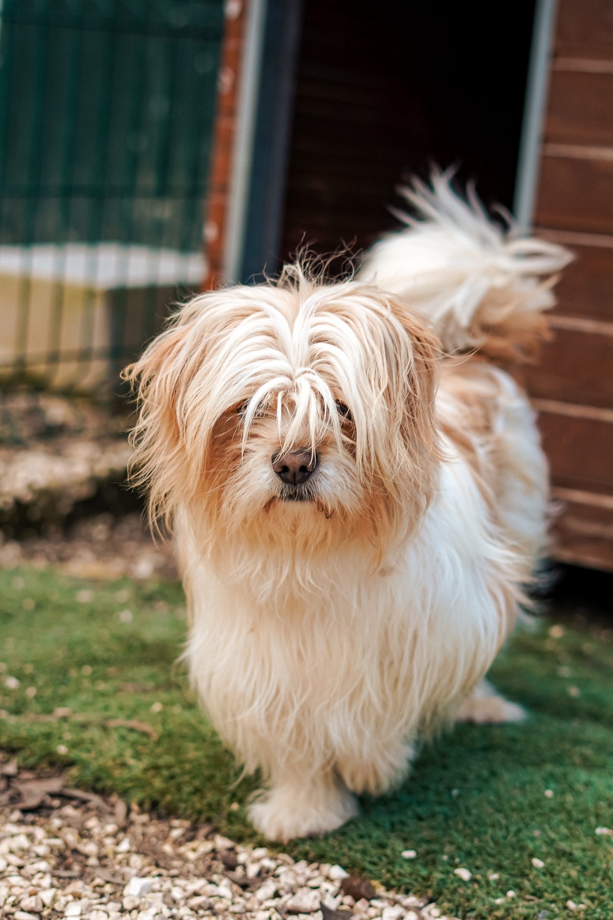 A dog in the care of a Mayday volunteer