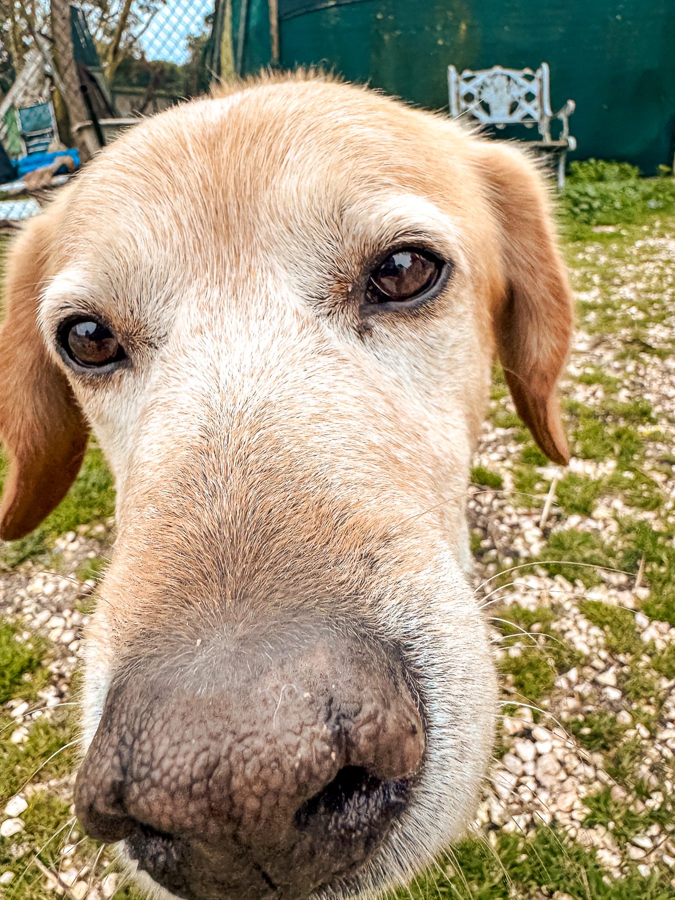 Austin, a rescued dog at Mayday Algarve