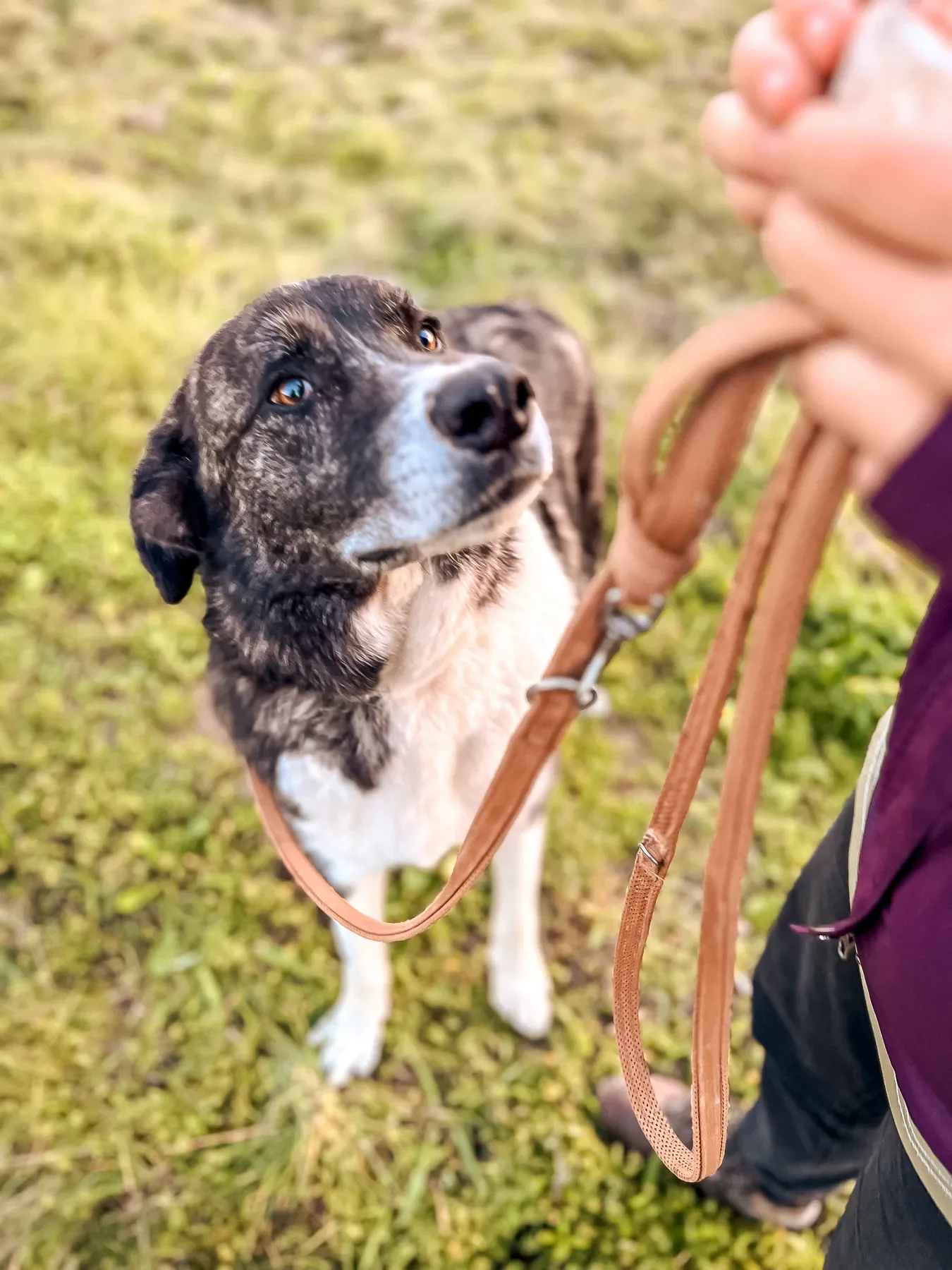 Levi, one of the dogs cared for by Mayday Algarve