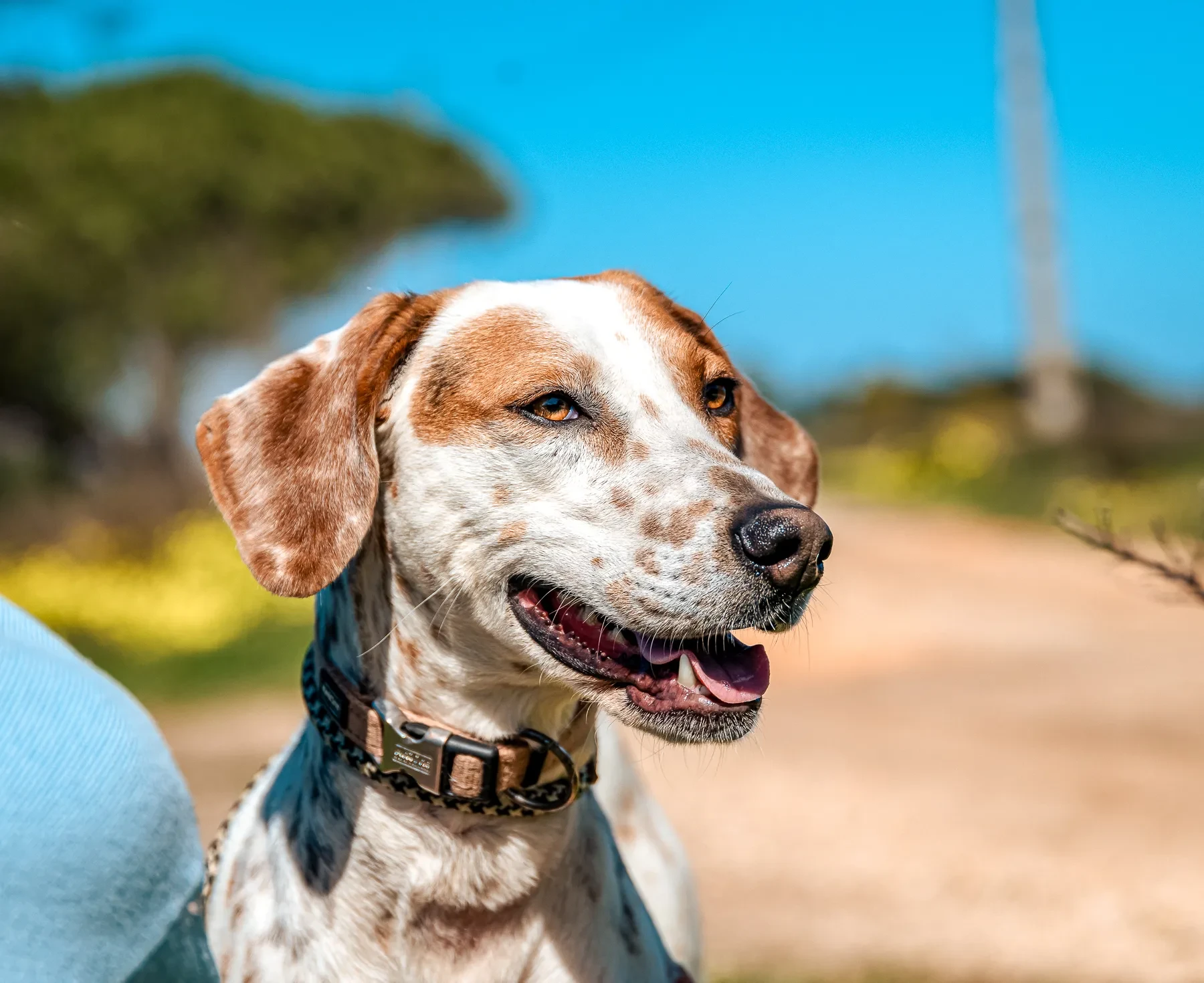 A Mayday rescue dog at the sanctuary near Vila do Bispo