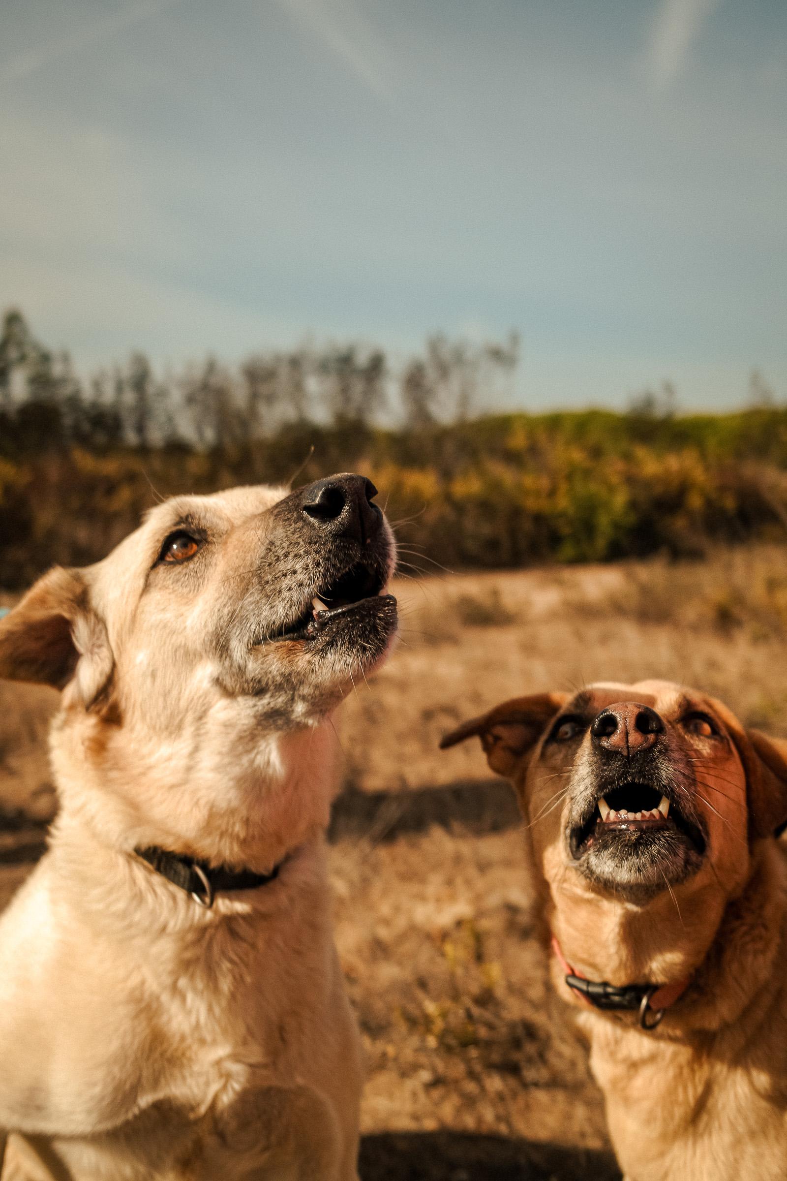 Jack & Jill, available for adoption at Mayday Algarve