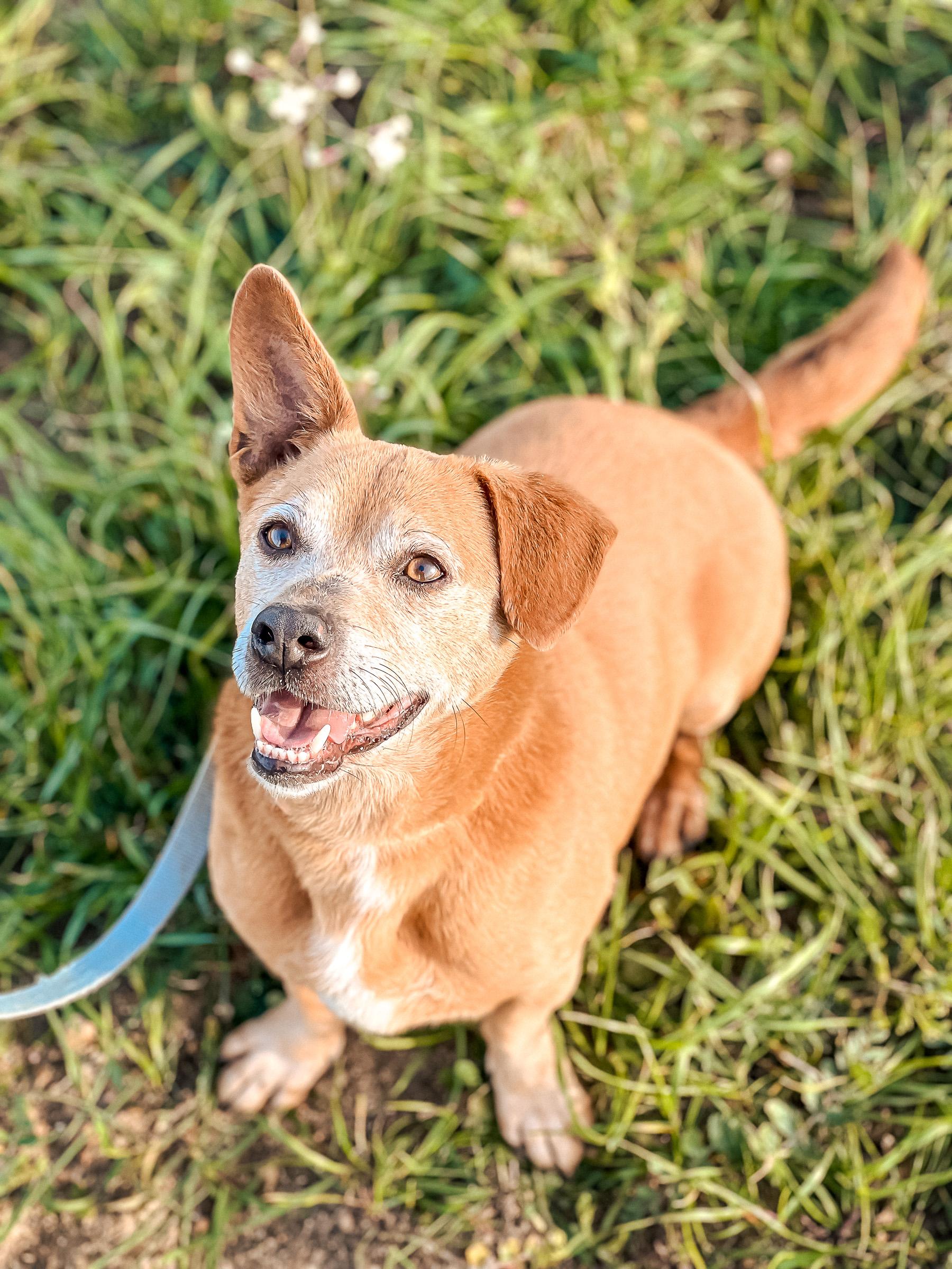 Cajou, available for adoption at Mayday Algarve
