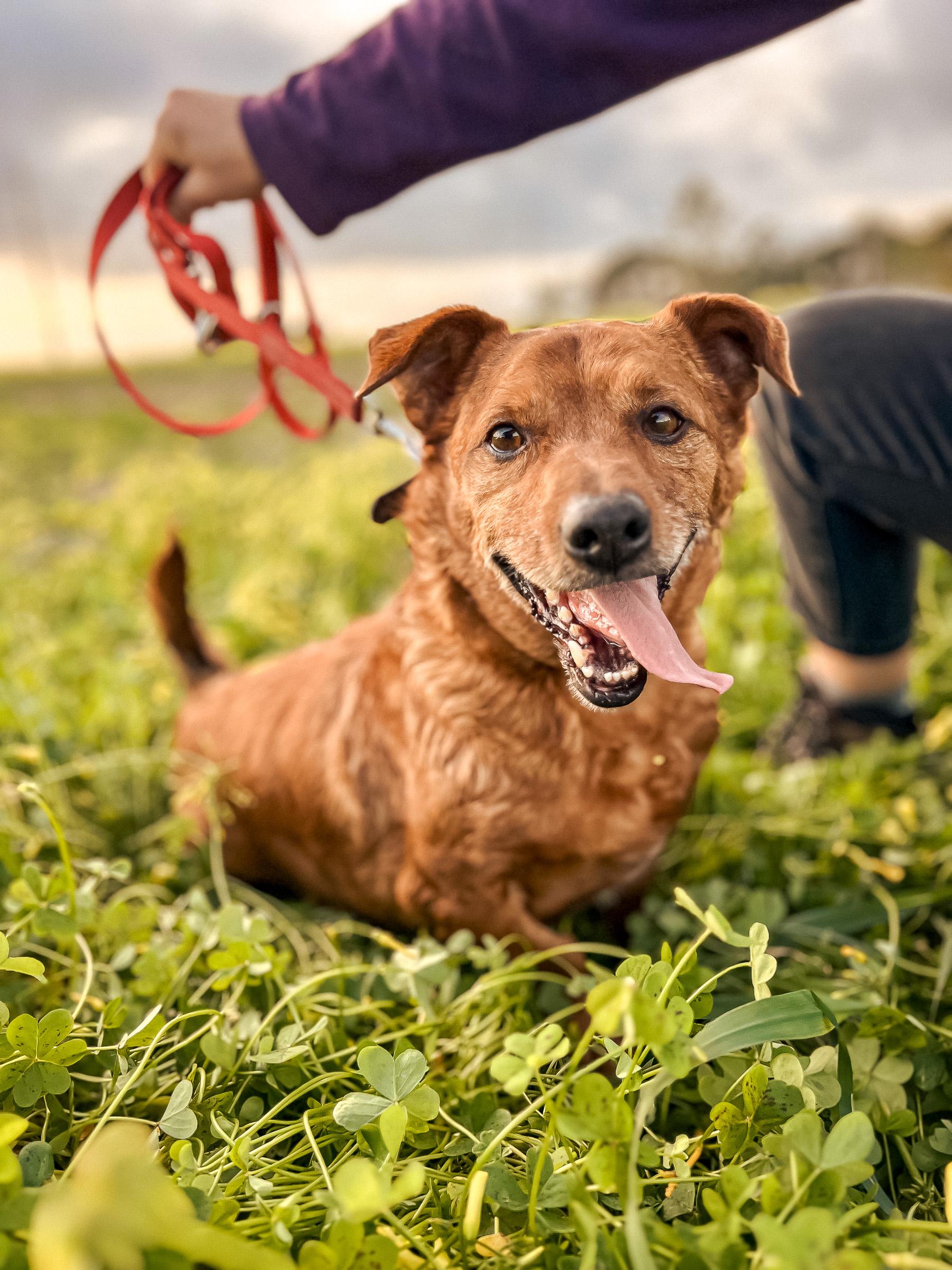 Barril, available for adoption at Mayday Algarve