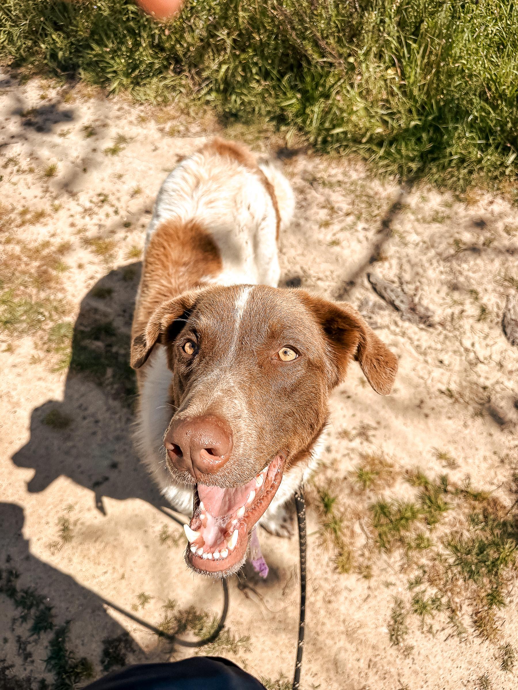 Evan, available for adoption at Mayday Algarve